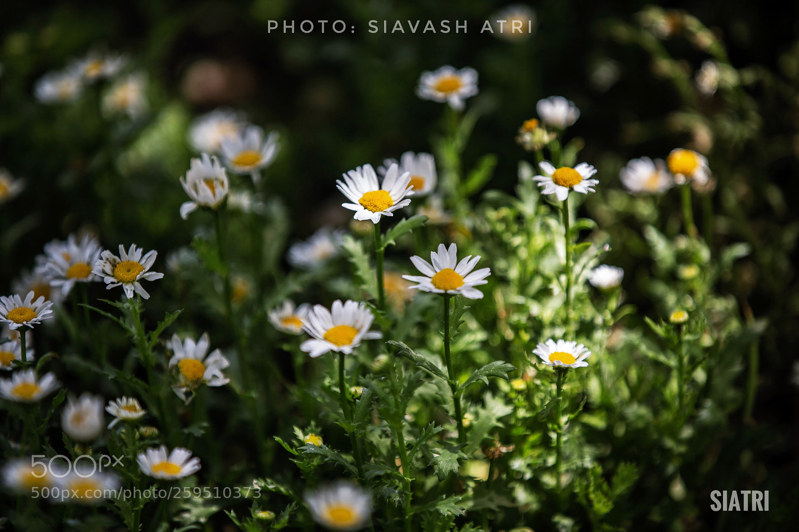 Canon EOS-1D X sample photo. Untitled photography