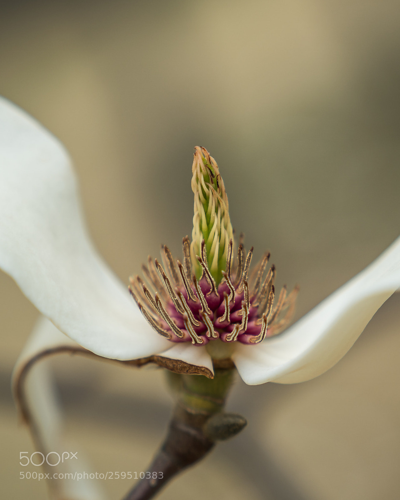 Sony a9 sample photo. Broken flower photography