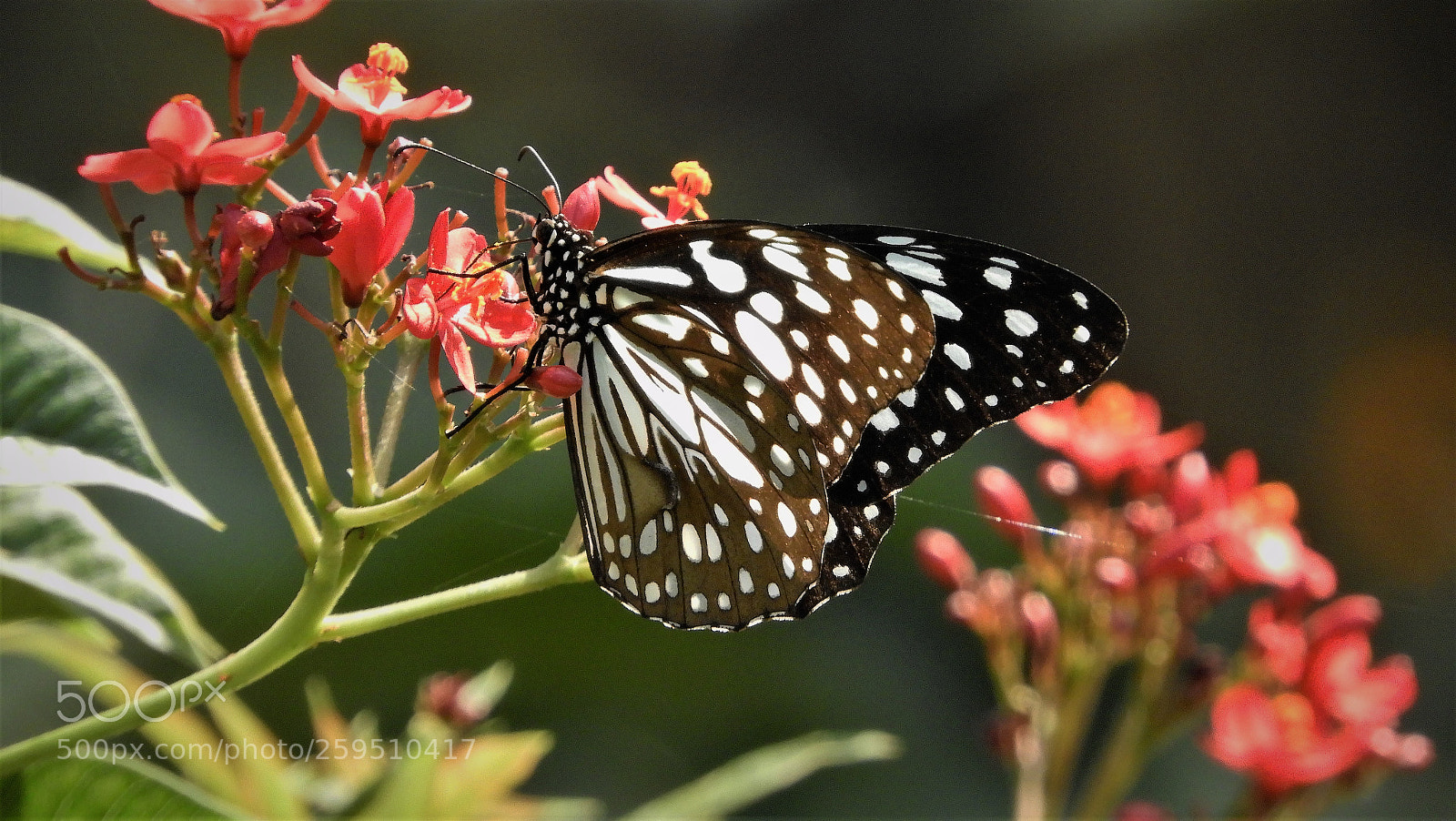 Nikon Coolpix B700 sample photo. Blue tiger photography