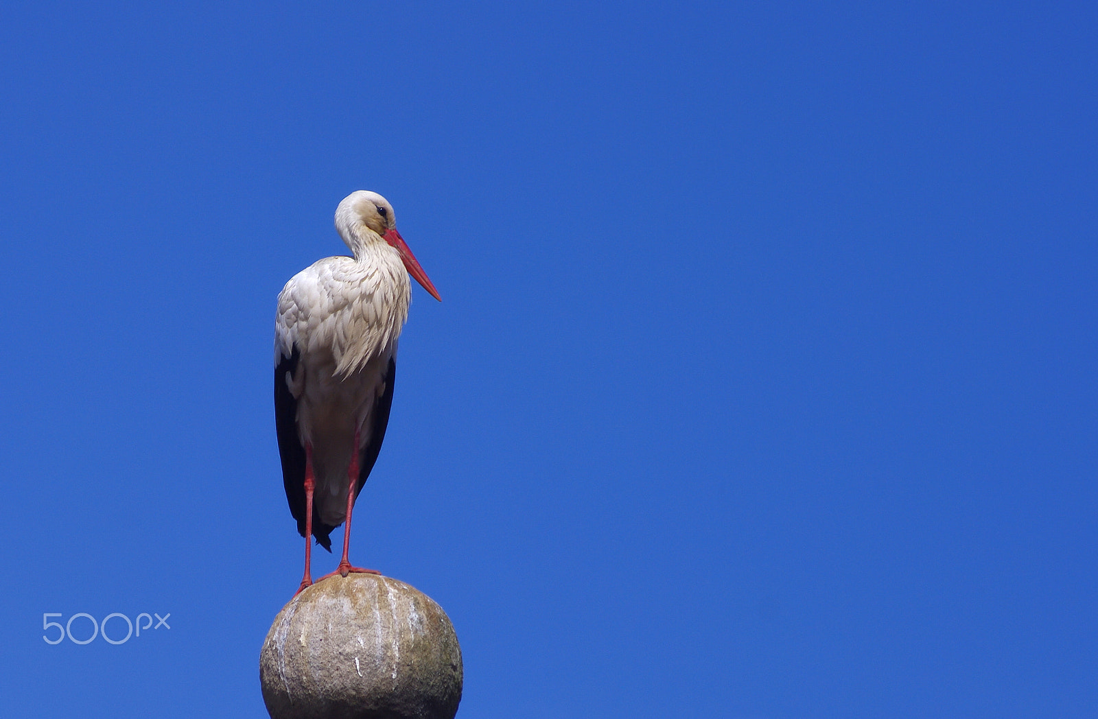 Pentax K-7 sample photo. Cigüeña descansando - stork resting photography