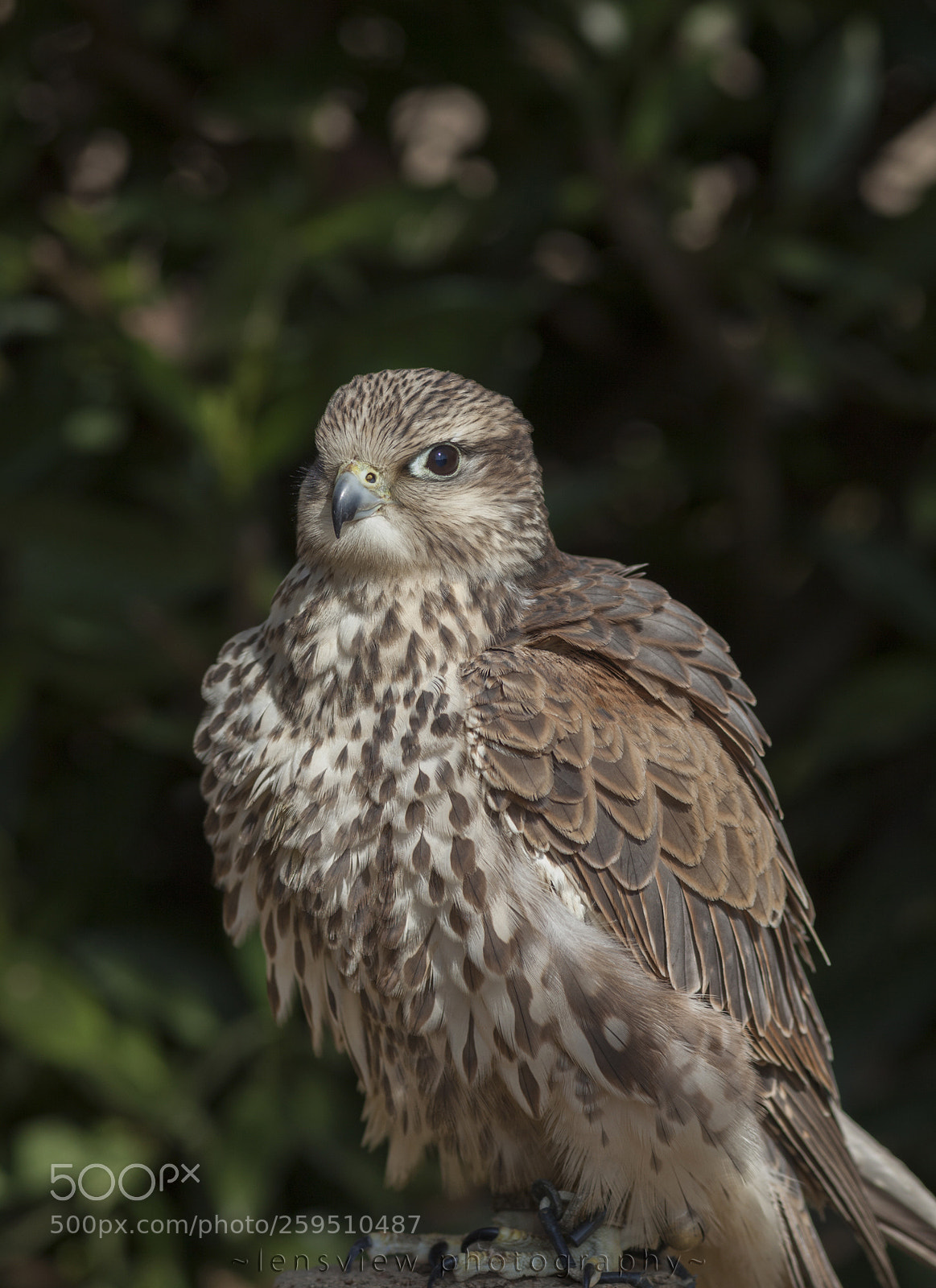 Canon EOS 5D Mark II sample photo. :: photography