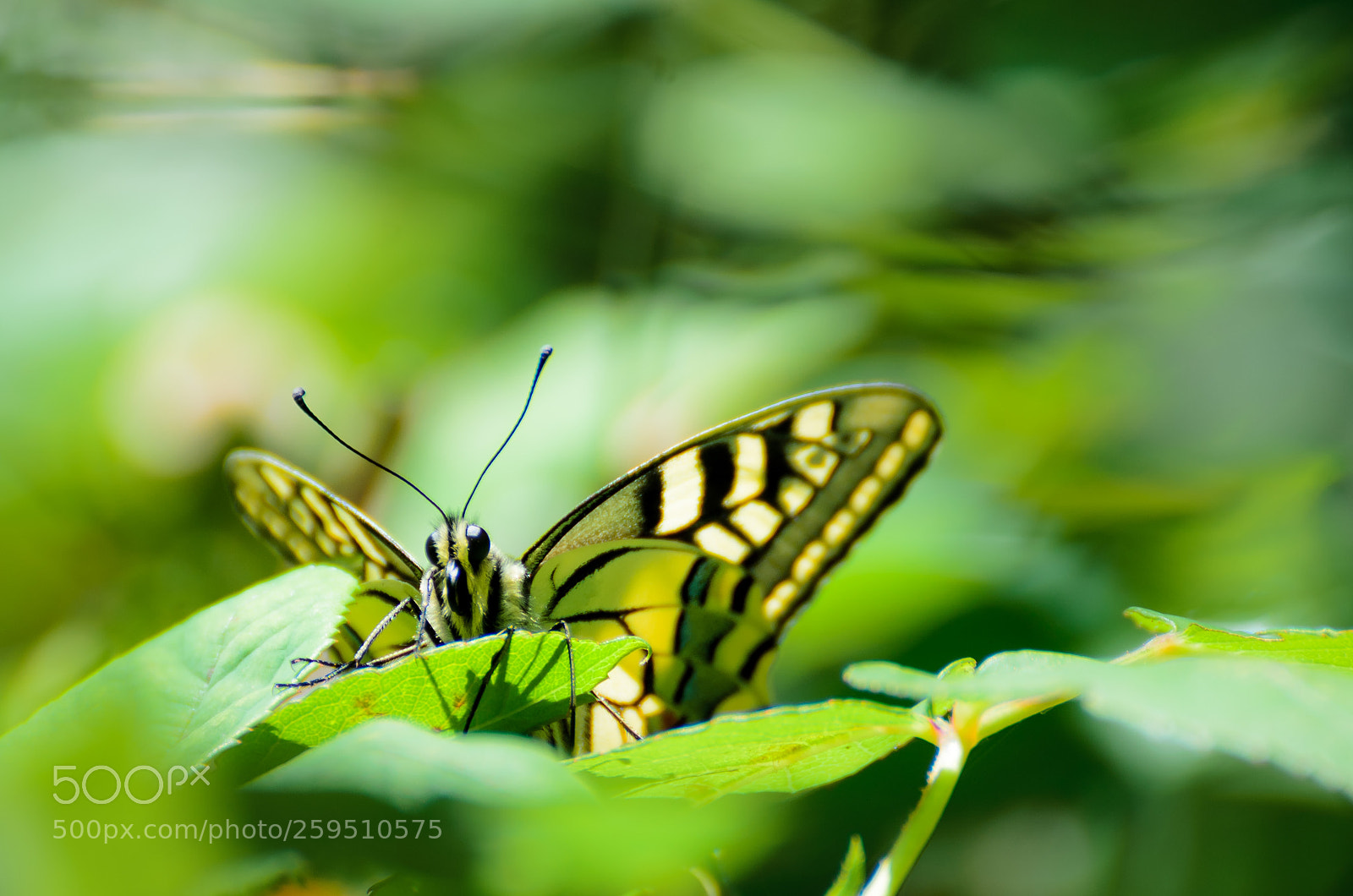Nikon D7000 sample photo. Papilio machaon photography