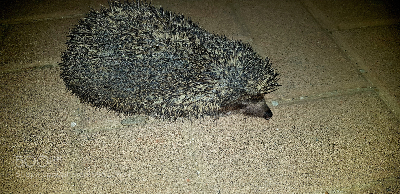 Samsung Galaxy S8+ sample photo. Untitled photography