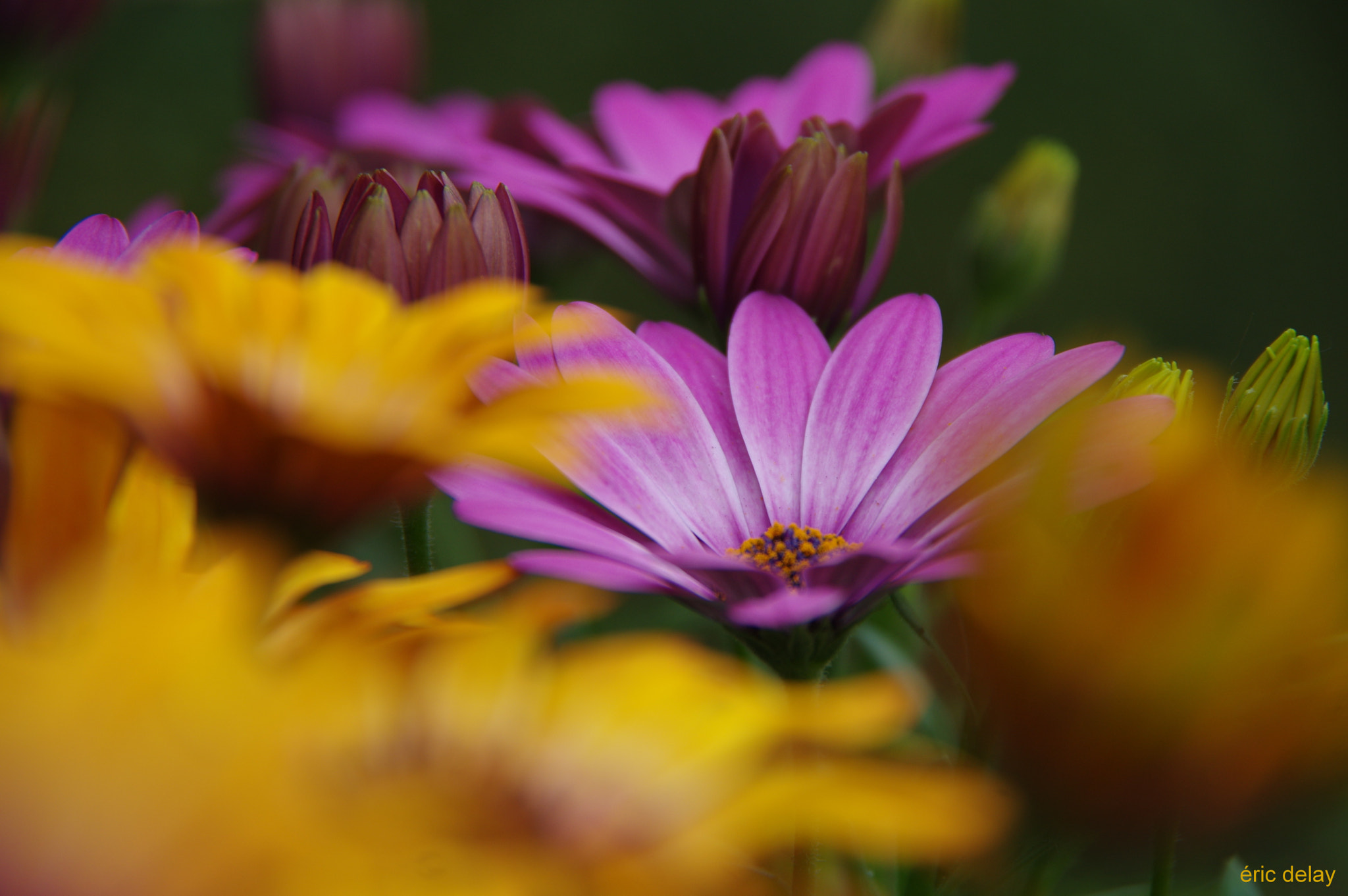 Pentax K-3 sample photo. Violet ! photography