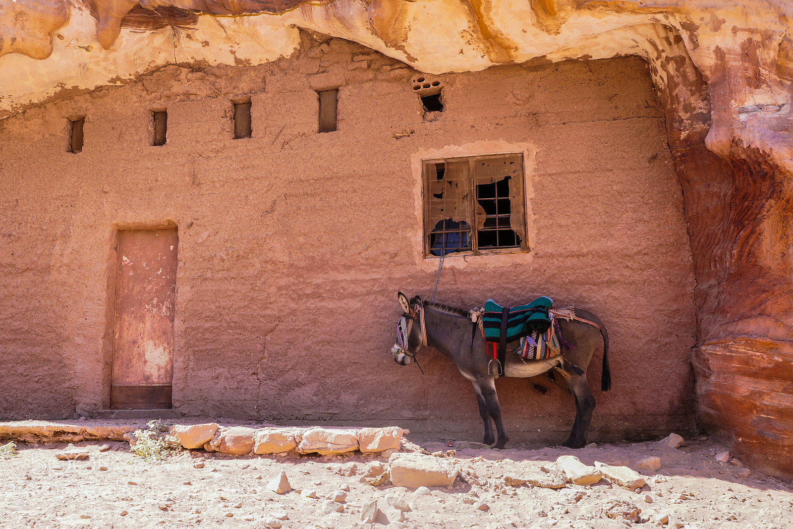 Sony ILCA-77M2 sample photo. Living under a rock photography