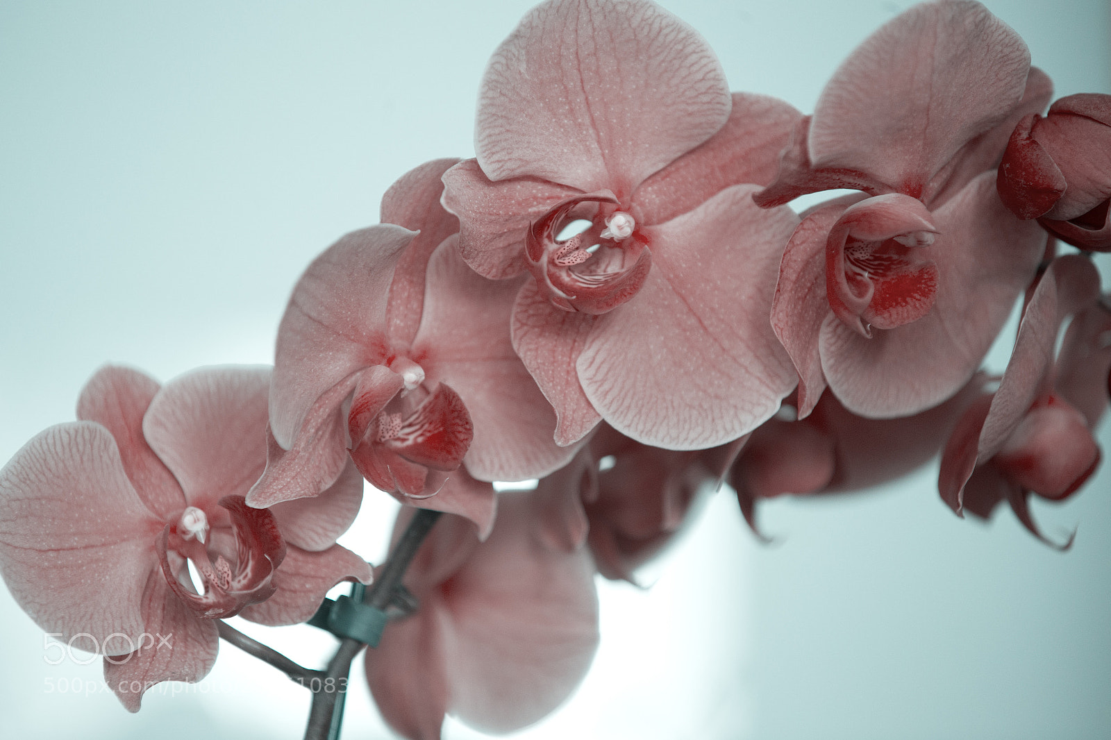 Canon EOS-1D X sample photo. Untitled photography