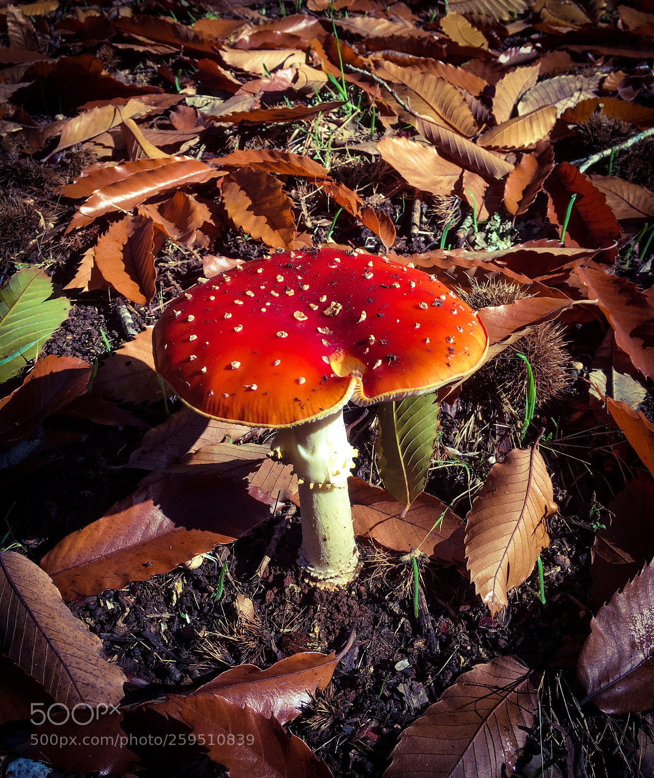 Apple iPhone 6s sample photo. White dots  photography