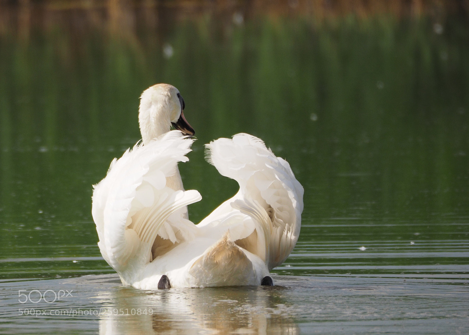 Olympus OM-D E-M1 sample photo. Swan photography