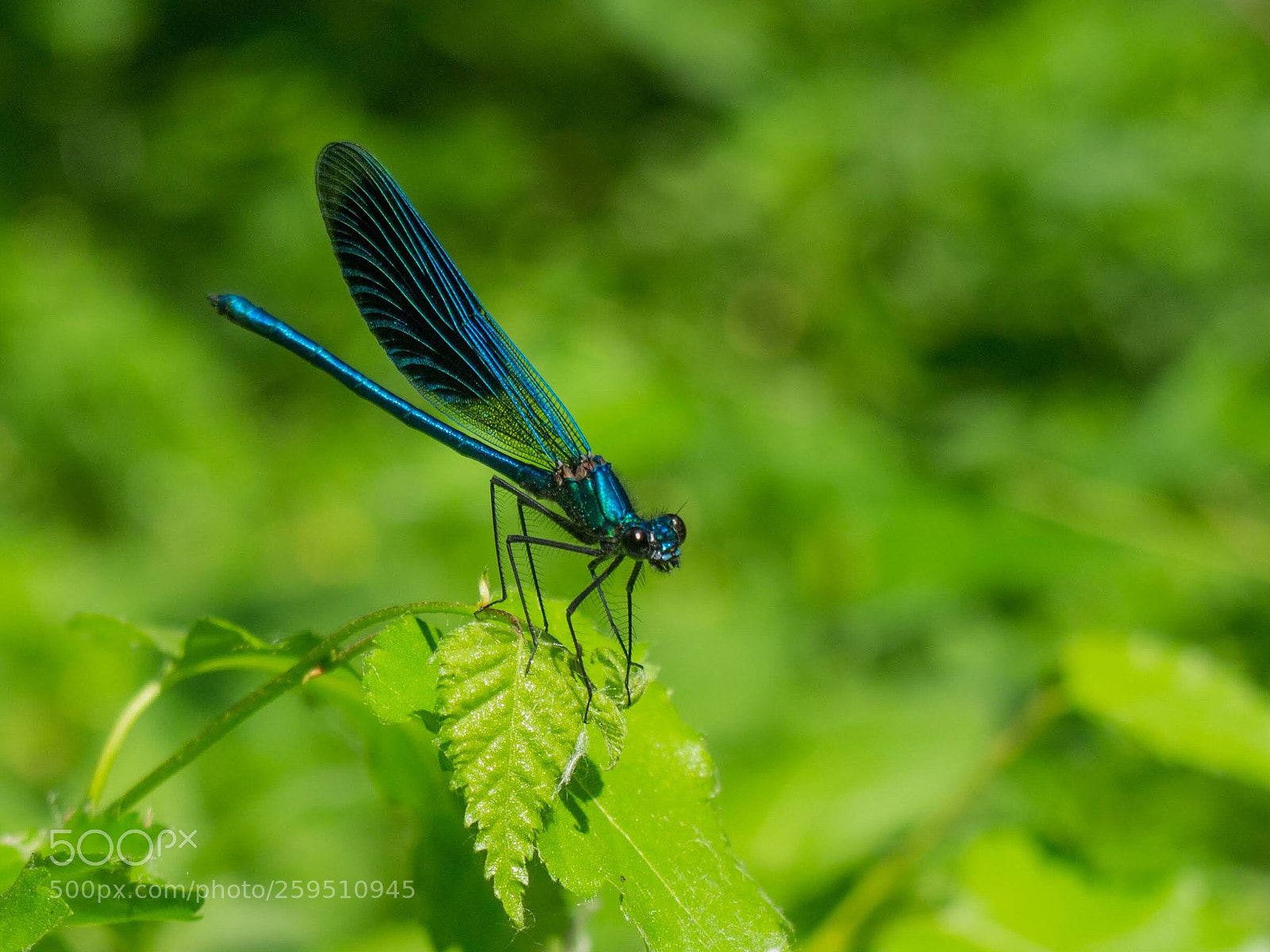 Olympus PEN E-PL3 sample photo. On hunt photography