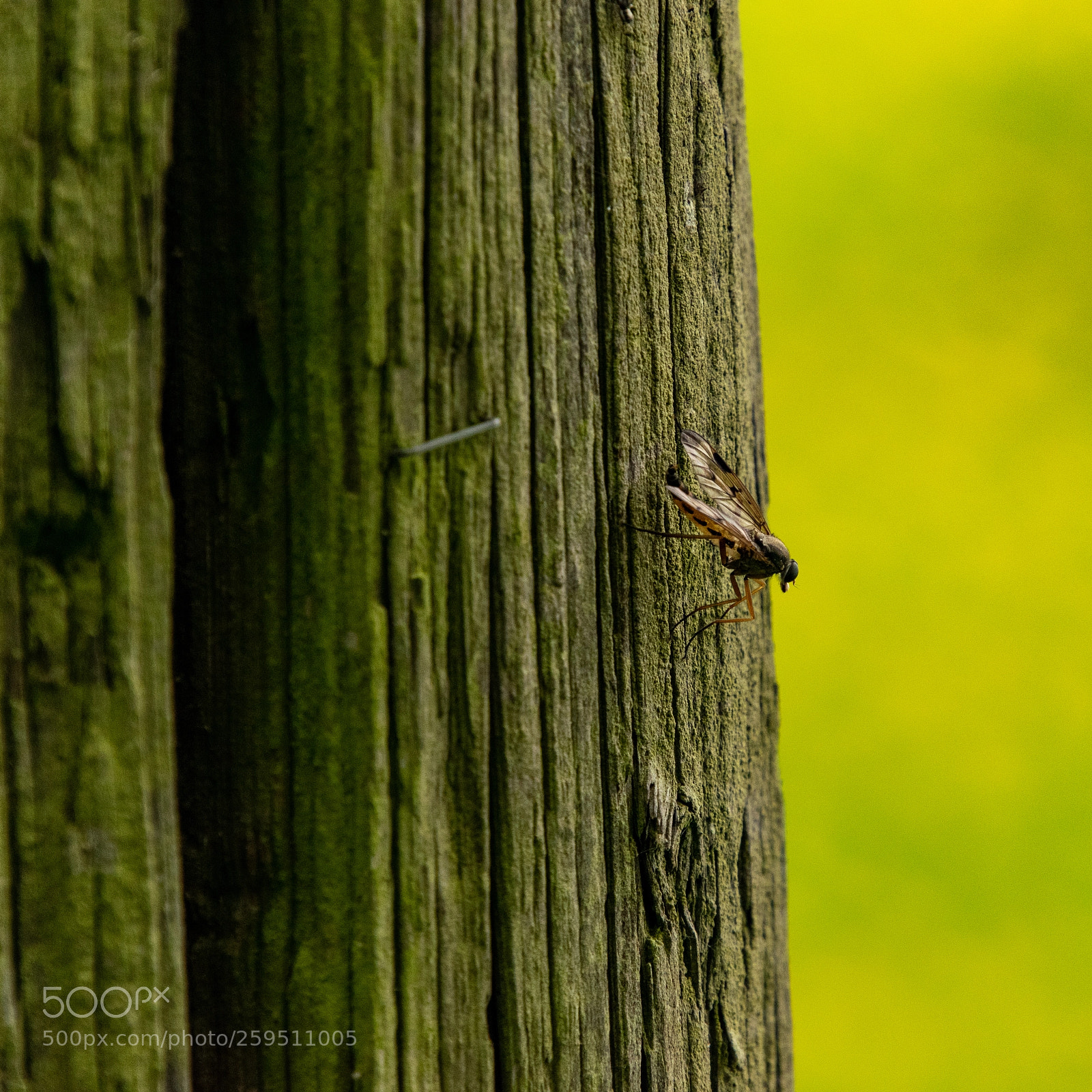 Nikon D5300 sample photo. Nahaufnahmen gefallen mir immer photography