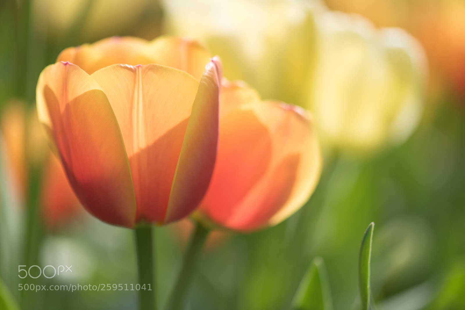 Nikon D750 sample photo. Darwin tulips, april 2018 photography