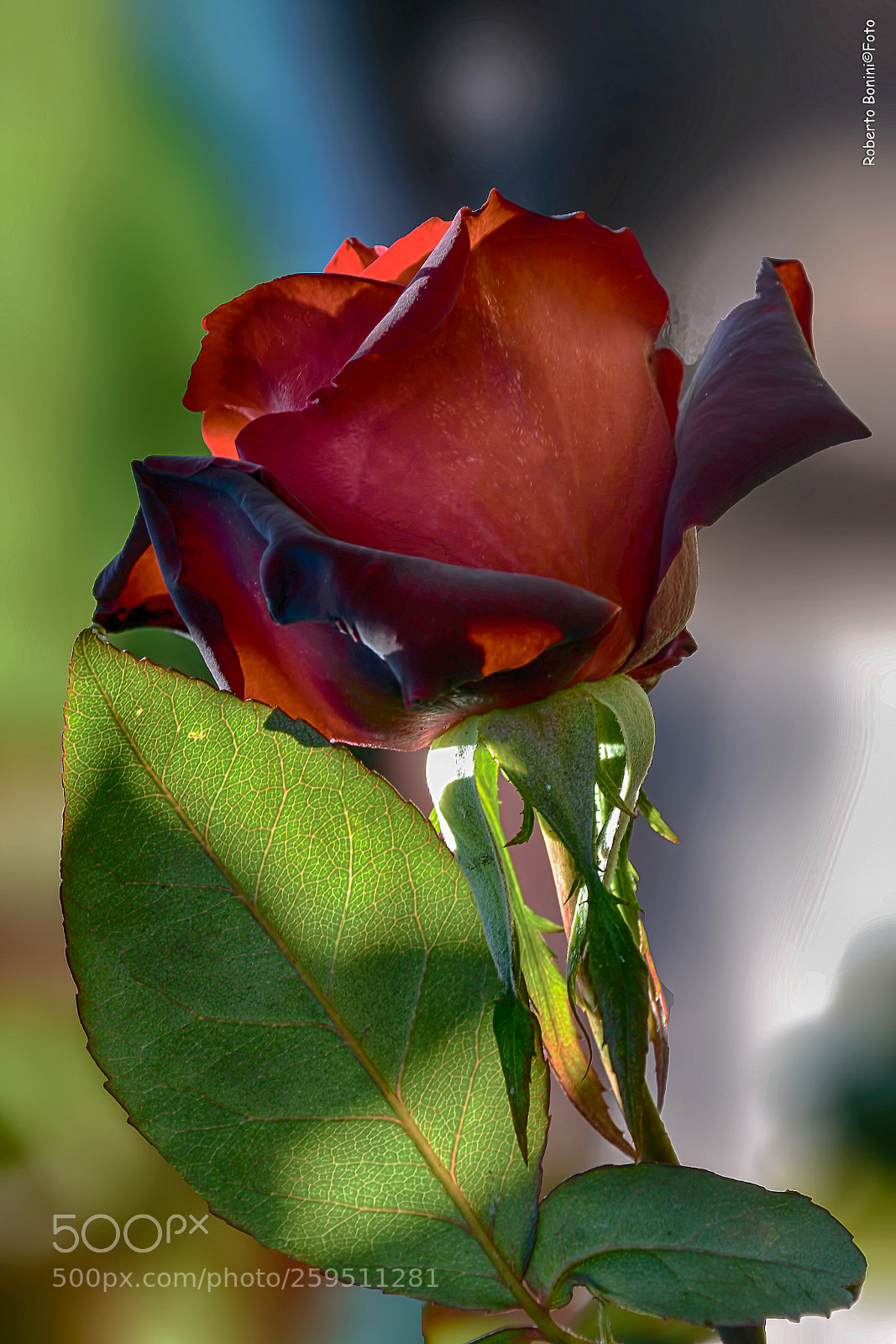 Nikon D7100 sample photo. Untitled photography