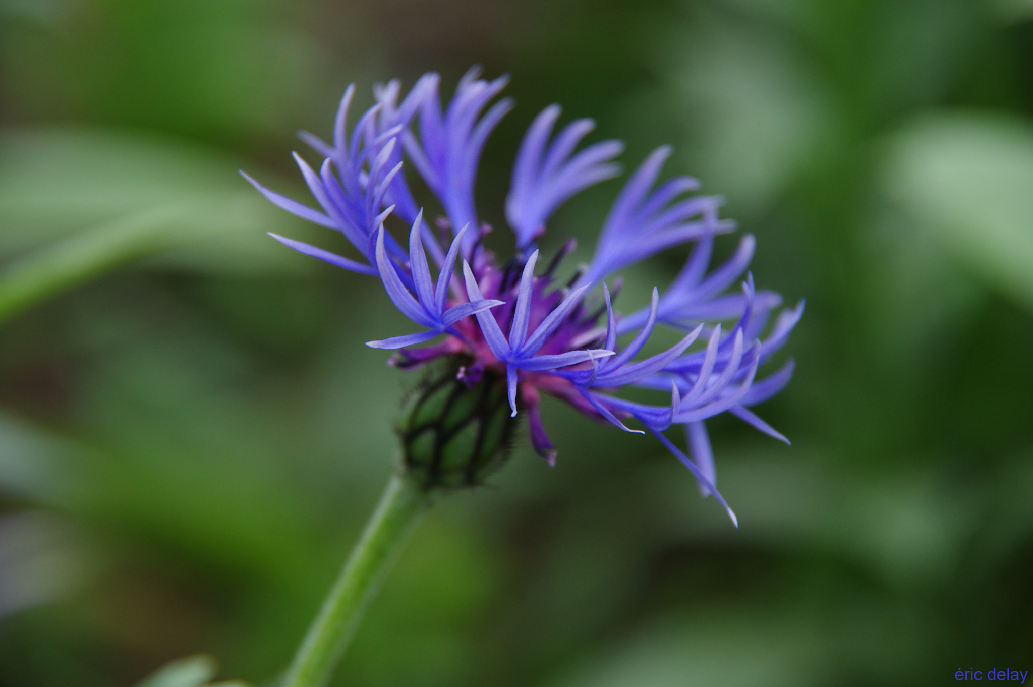 Pentax K-3 sample photo. Bleu ! photography