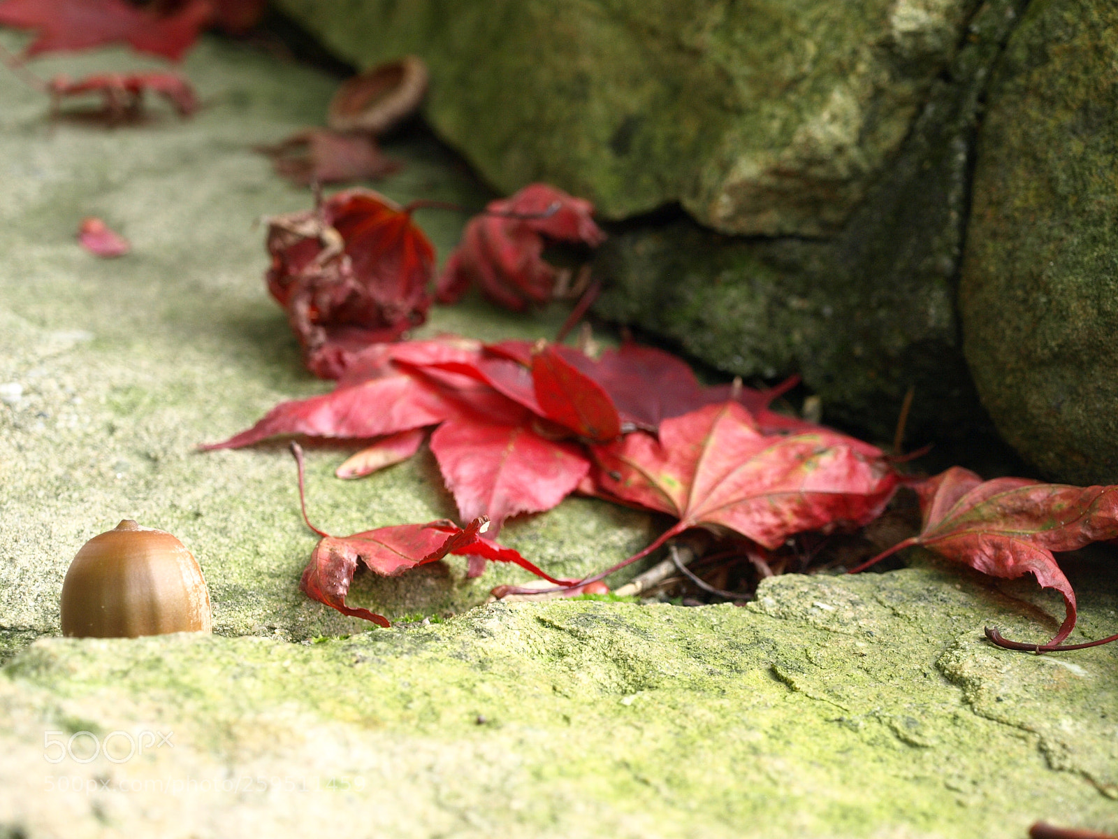 Olympus E-510 (EVOLT E-510) sample photo. Rivendell ii photography