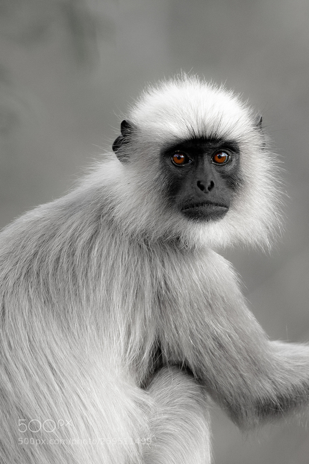 Canon EOS 5D Mark IV sample photo. Langur.. photography