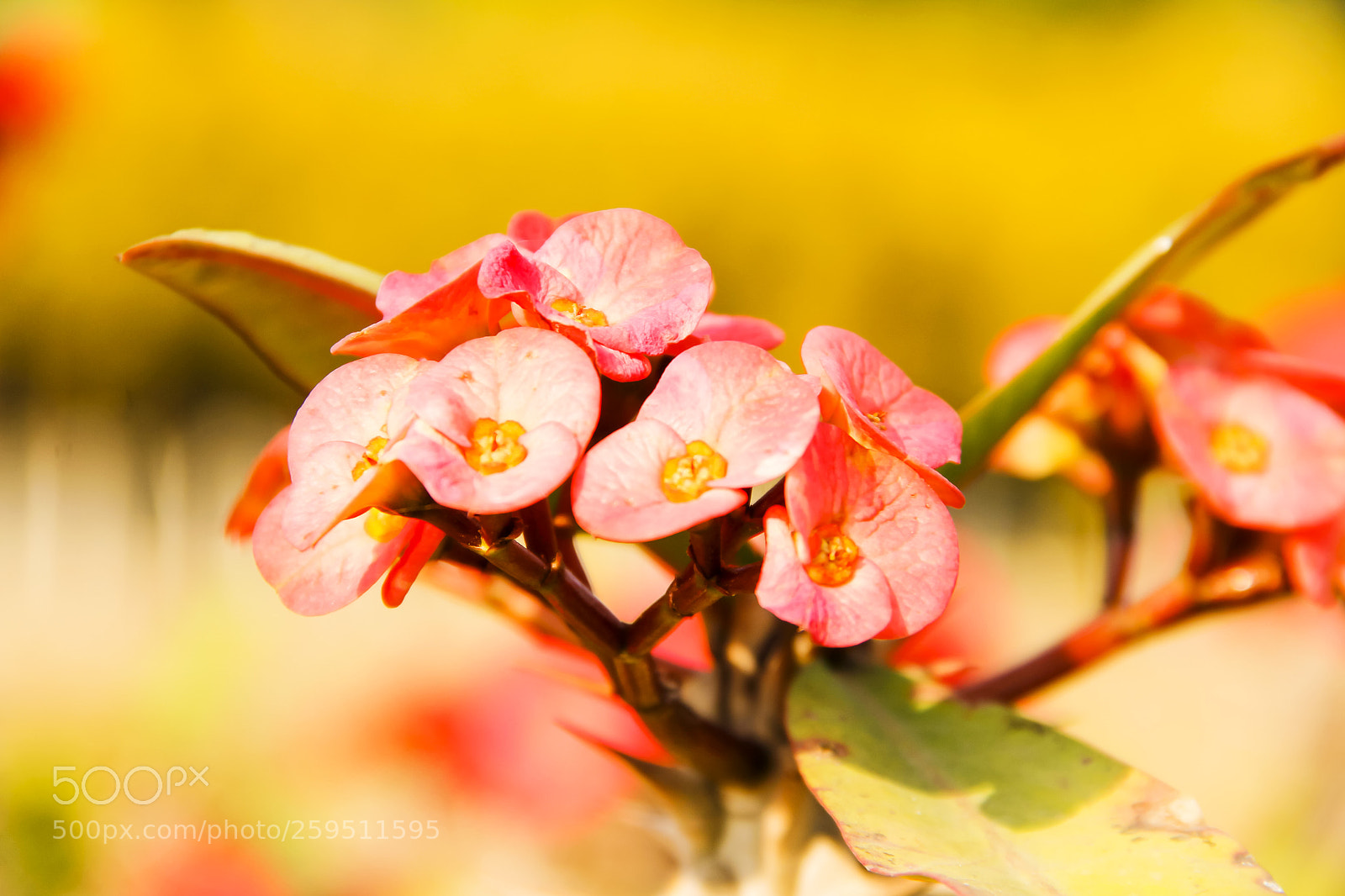 Canon EOS 60D sample photo. Flowers  2 photography