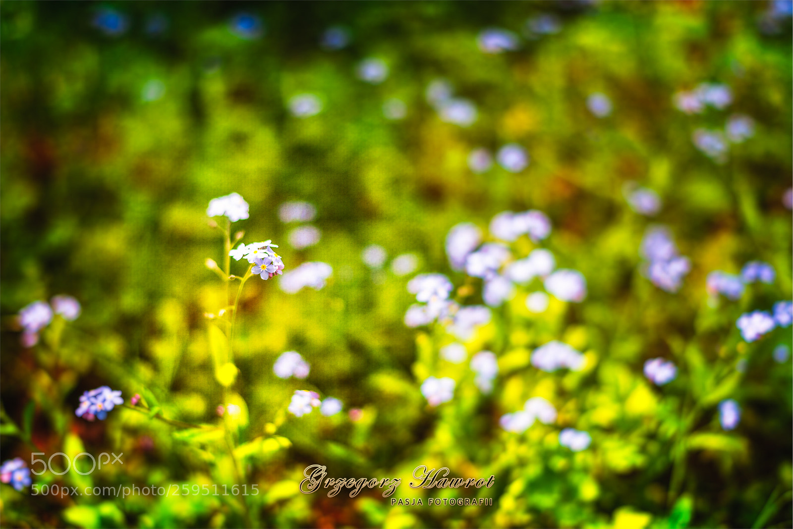 Nikon D800 sample photo. Pi knie kwitn w photography