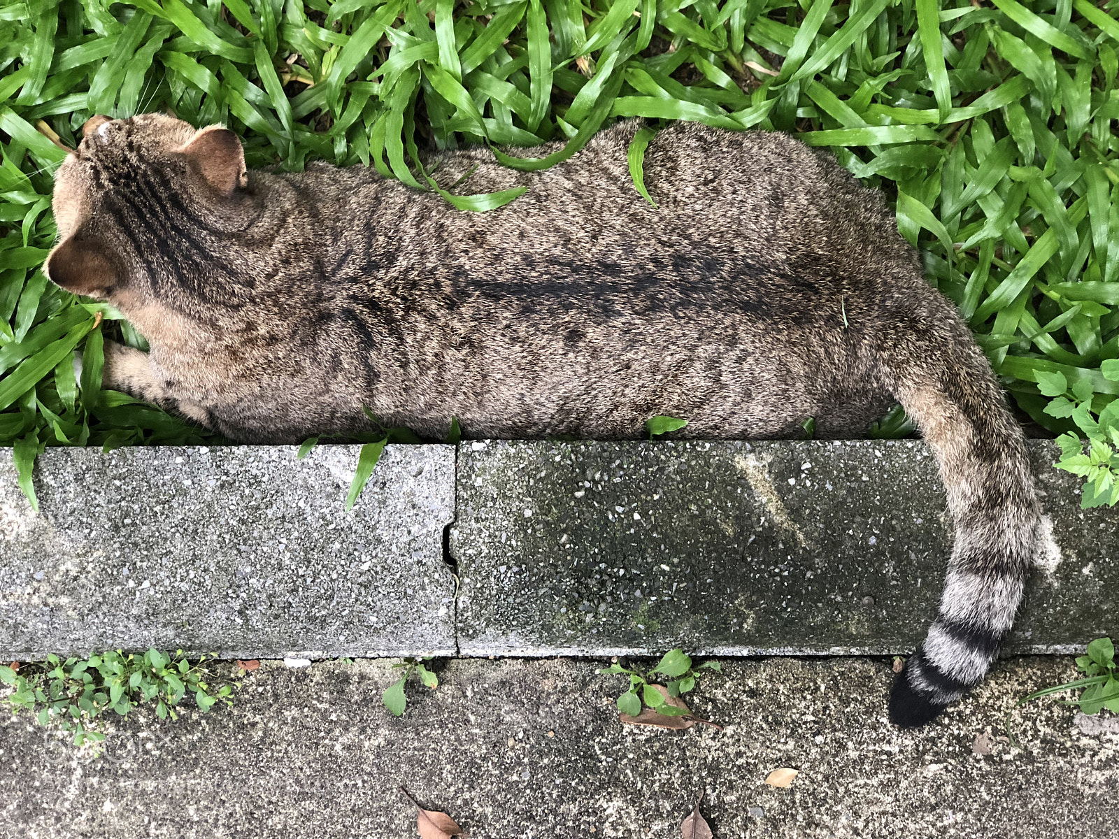 Apple iPhone 8 Plus sample photo. Cat square??? photography