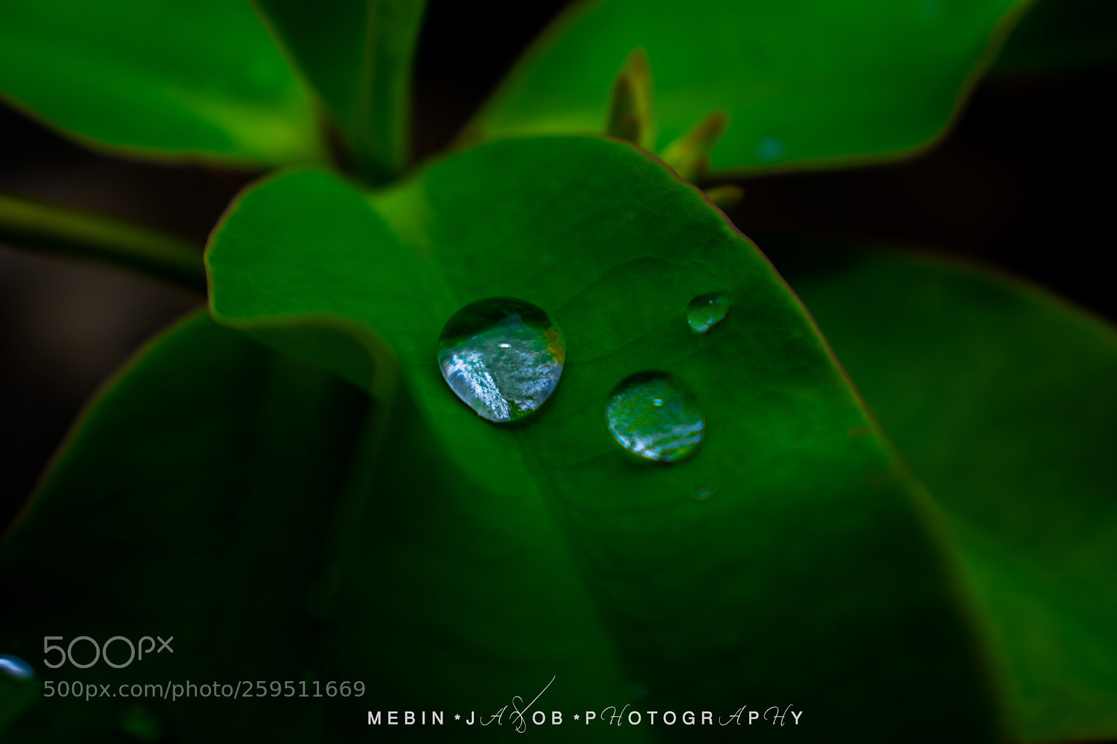 Nikon D5300 sample photo. Rain drops photography