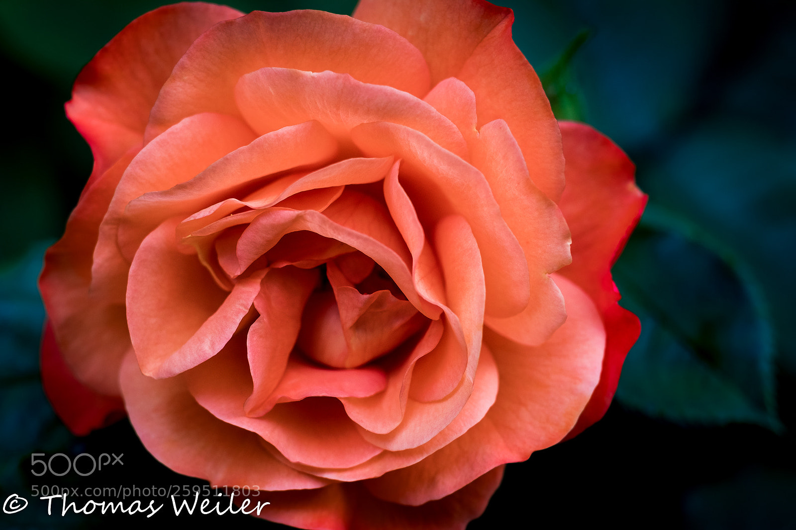 Fujifilm X-H1 sample photo. Roses - the colors photography