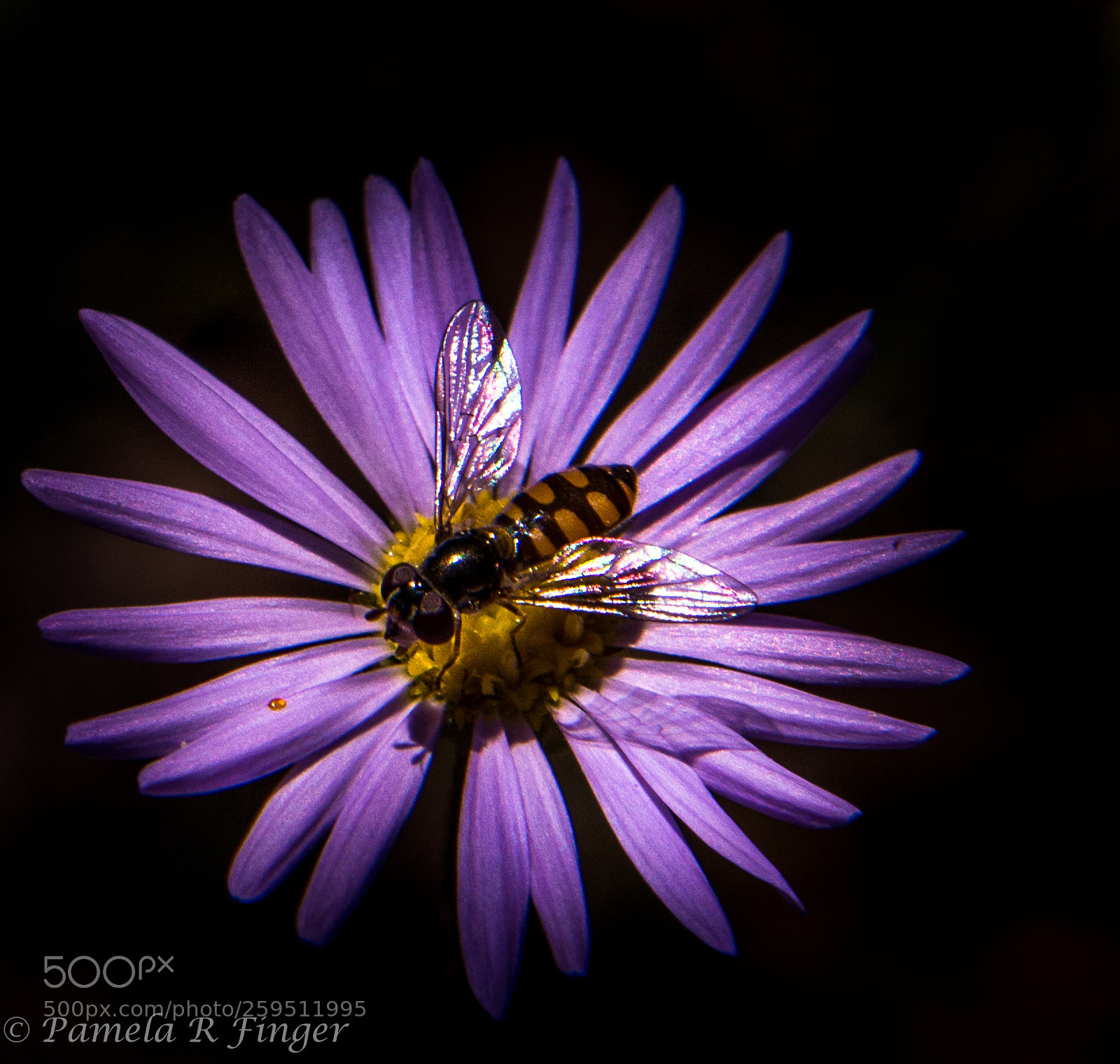 Nikon D800 sample photo. Native bee pollinating the photography