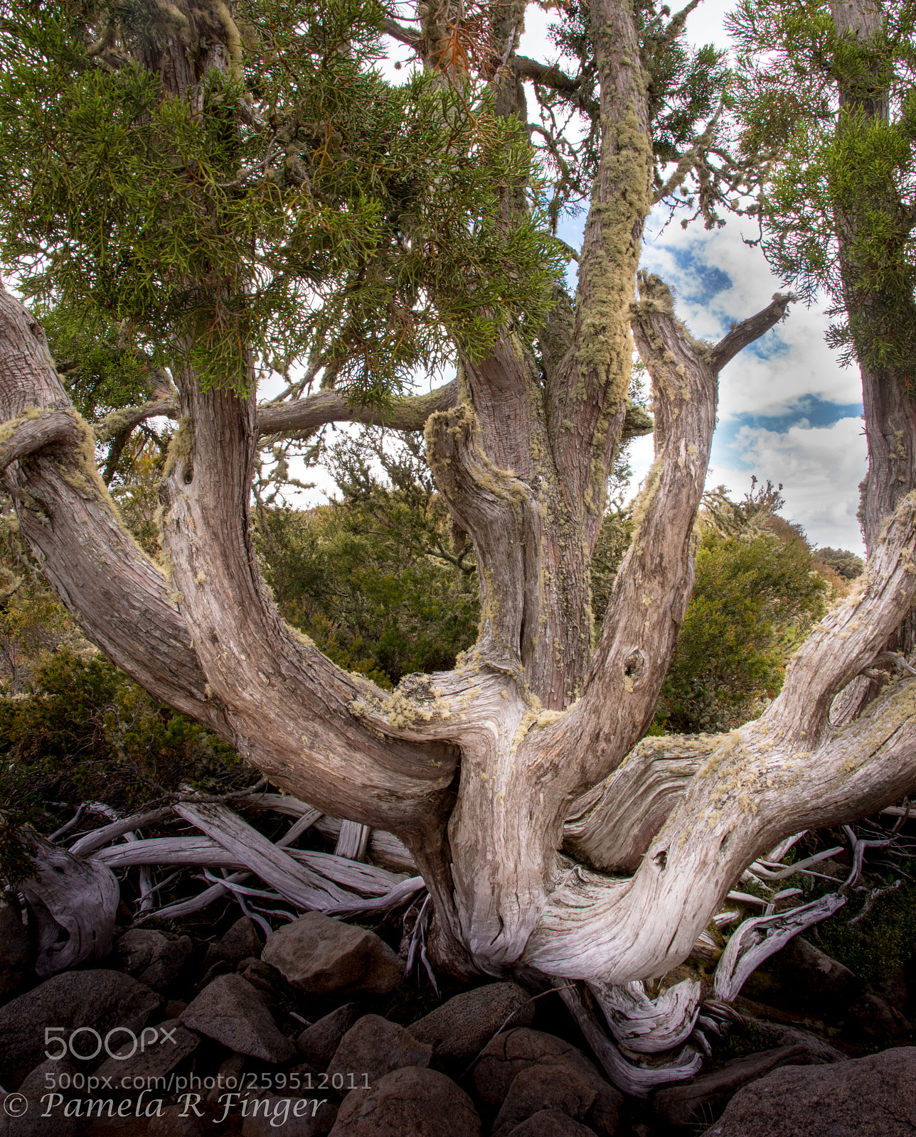 Nikon D800 sample photo. Ancient tree photography