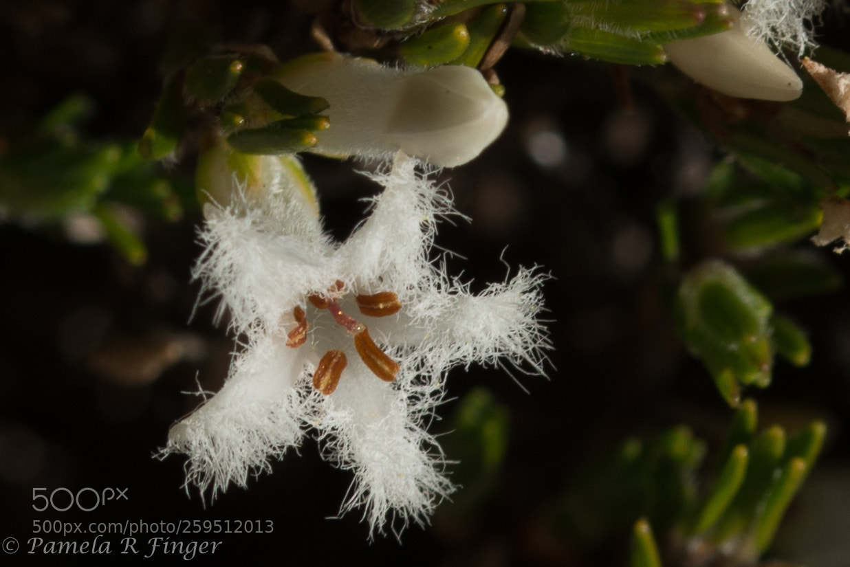 Nikon D800 sample photo. Fluffy flower photography
