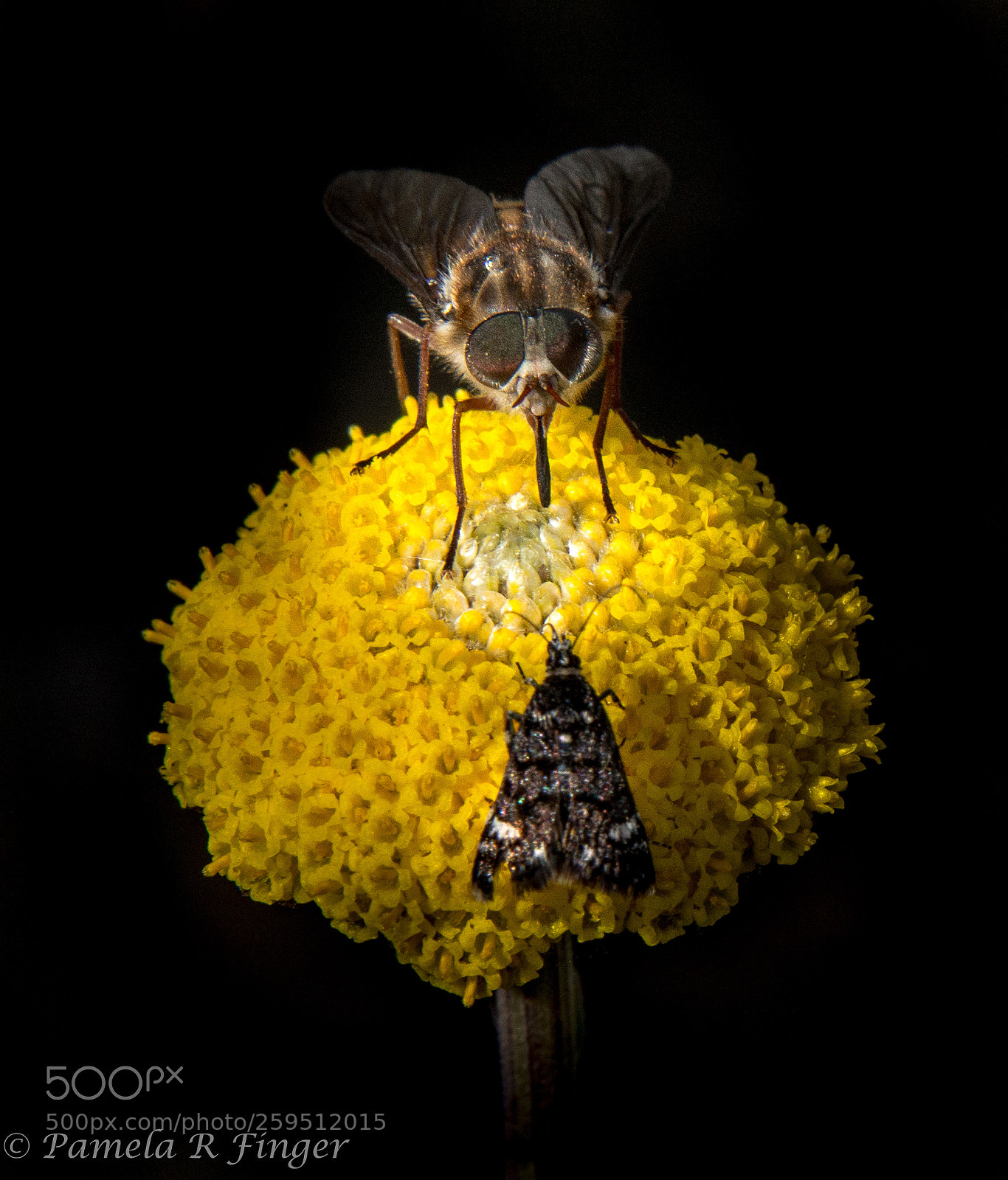 Nikon D800 sample photo. Battle over the pollen photography