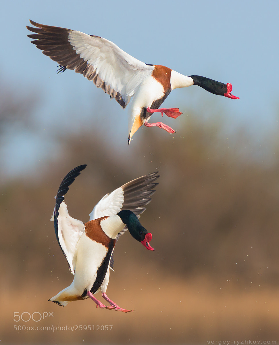 Nikon D800 sample photo. Two common shelducks in photography