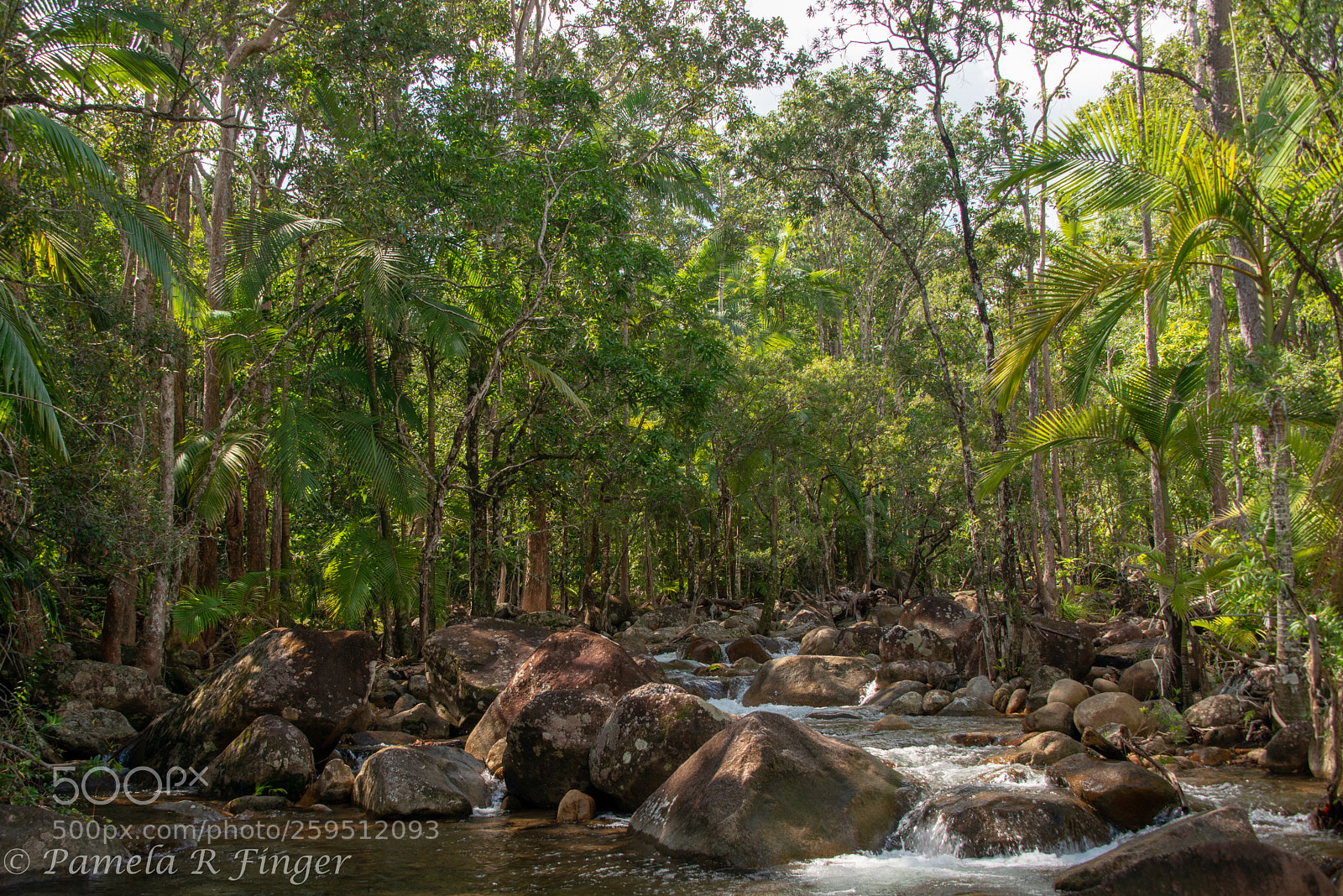Nikon D800 sample photo. Finch hatton gorge photography