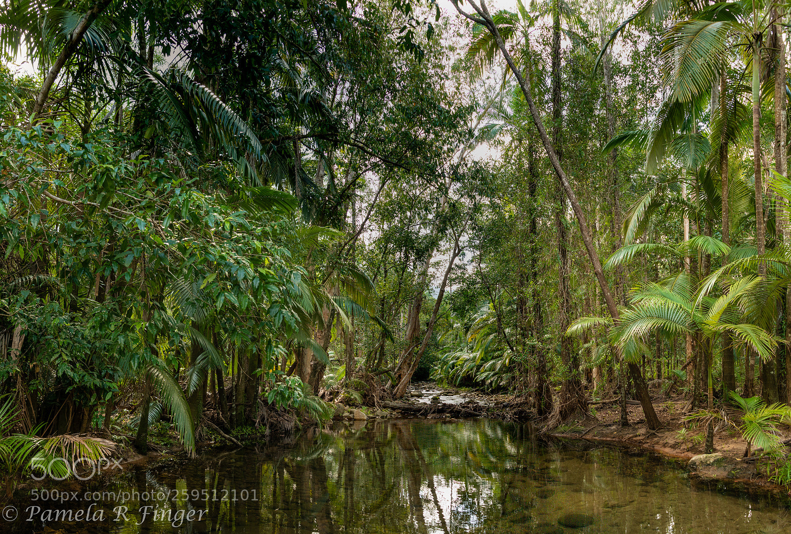 Nikon D800 sample photo. Finch hatton gorge photography