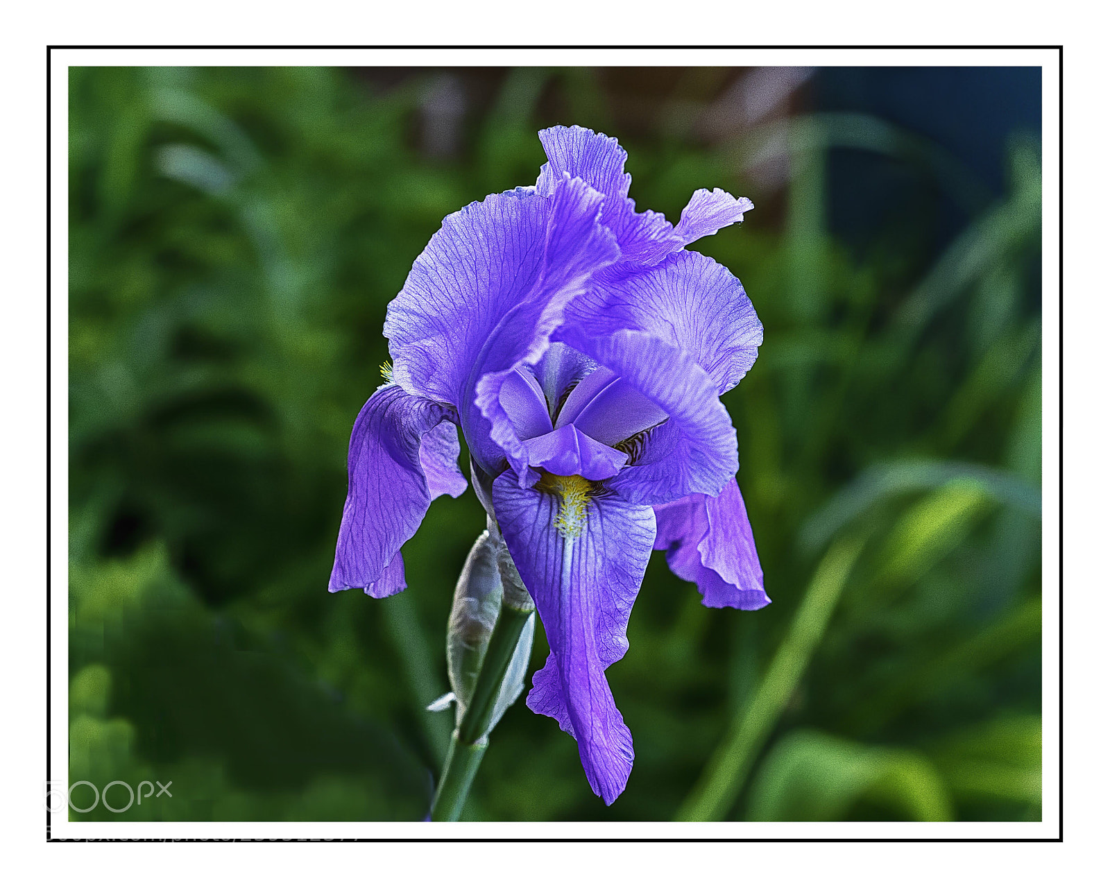Nikon D7100 sample photo. Blue iris photography