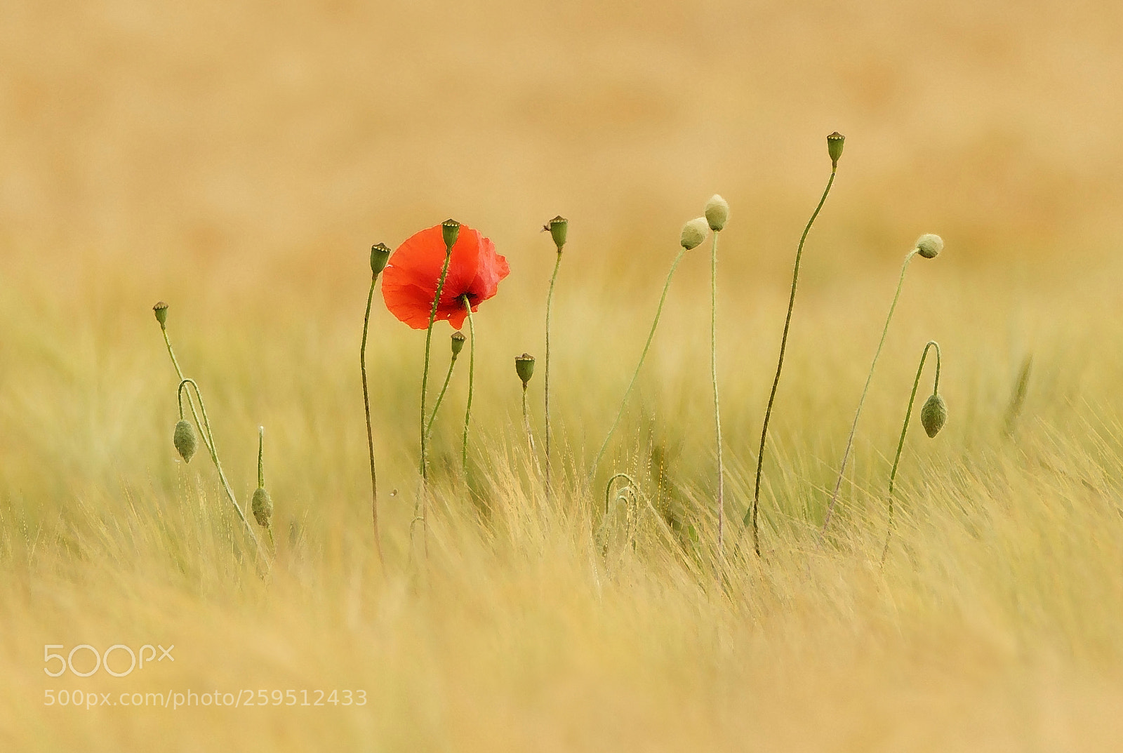 Sony SLT-A77 sample photo. Tender red poppy photography