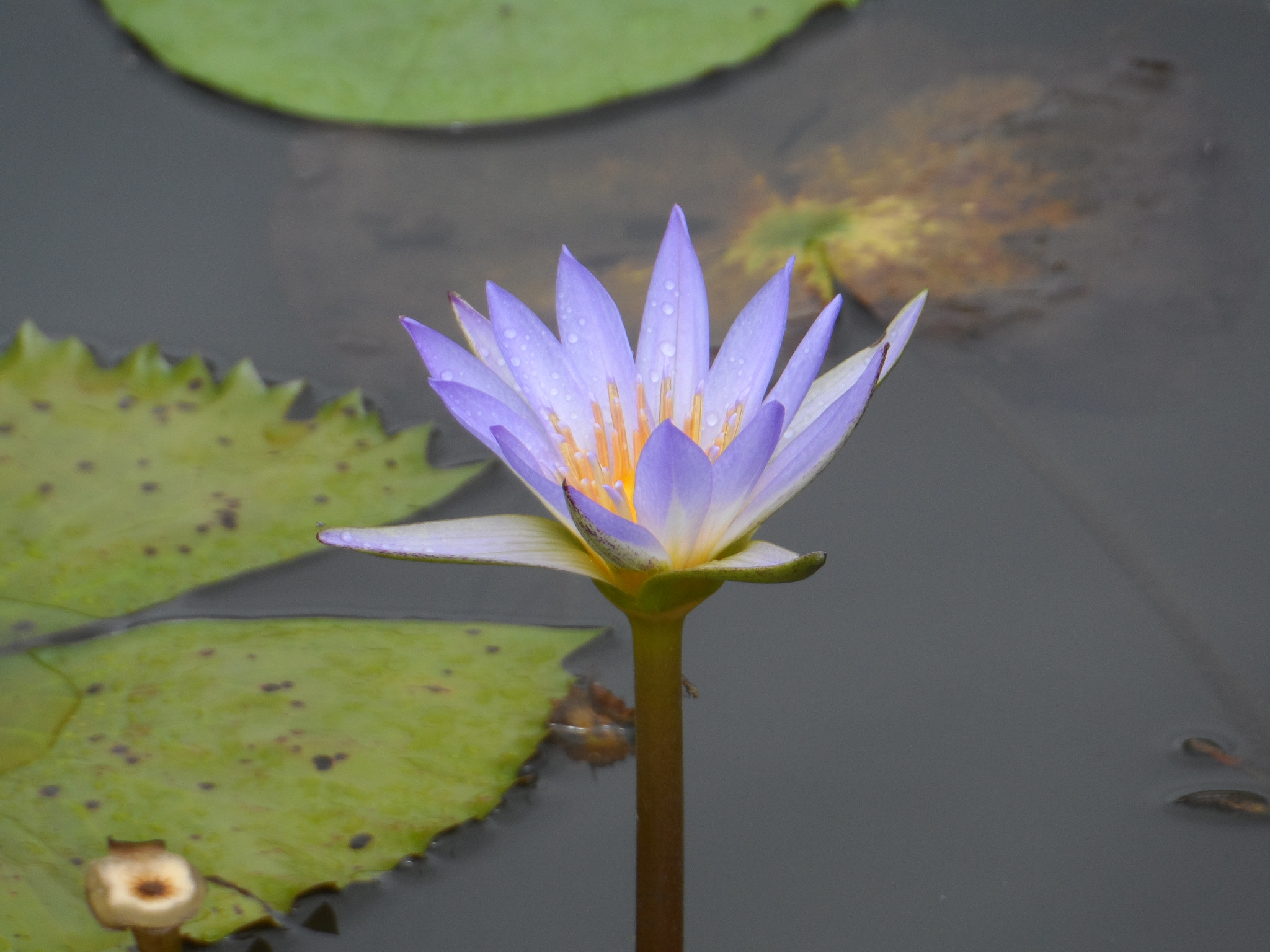 Samsung WB150 / WB150F / WB152 / WB152F / WB151 / WB151F / WB140 sample photo