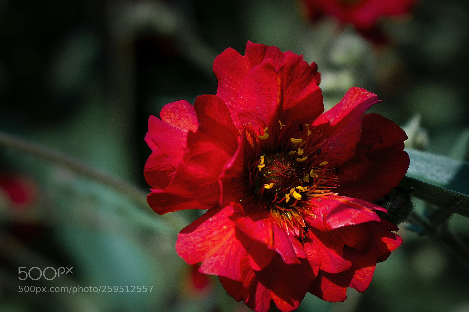 Sony a6300 sample photo. Geum ‘mrs j. bradshaw’ photography