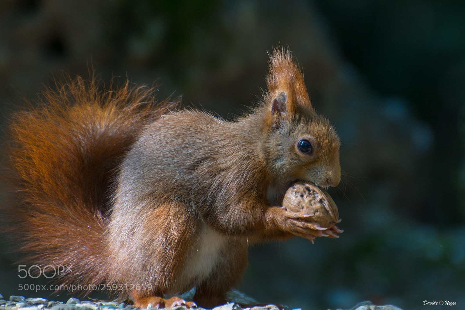 Nikon D7100 sample photo. Red squirrel photography