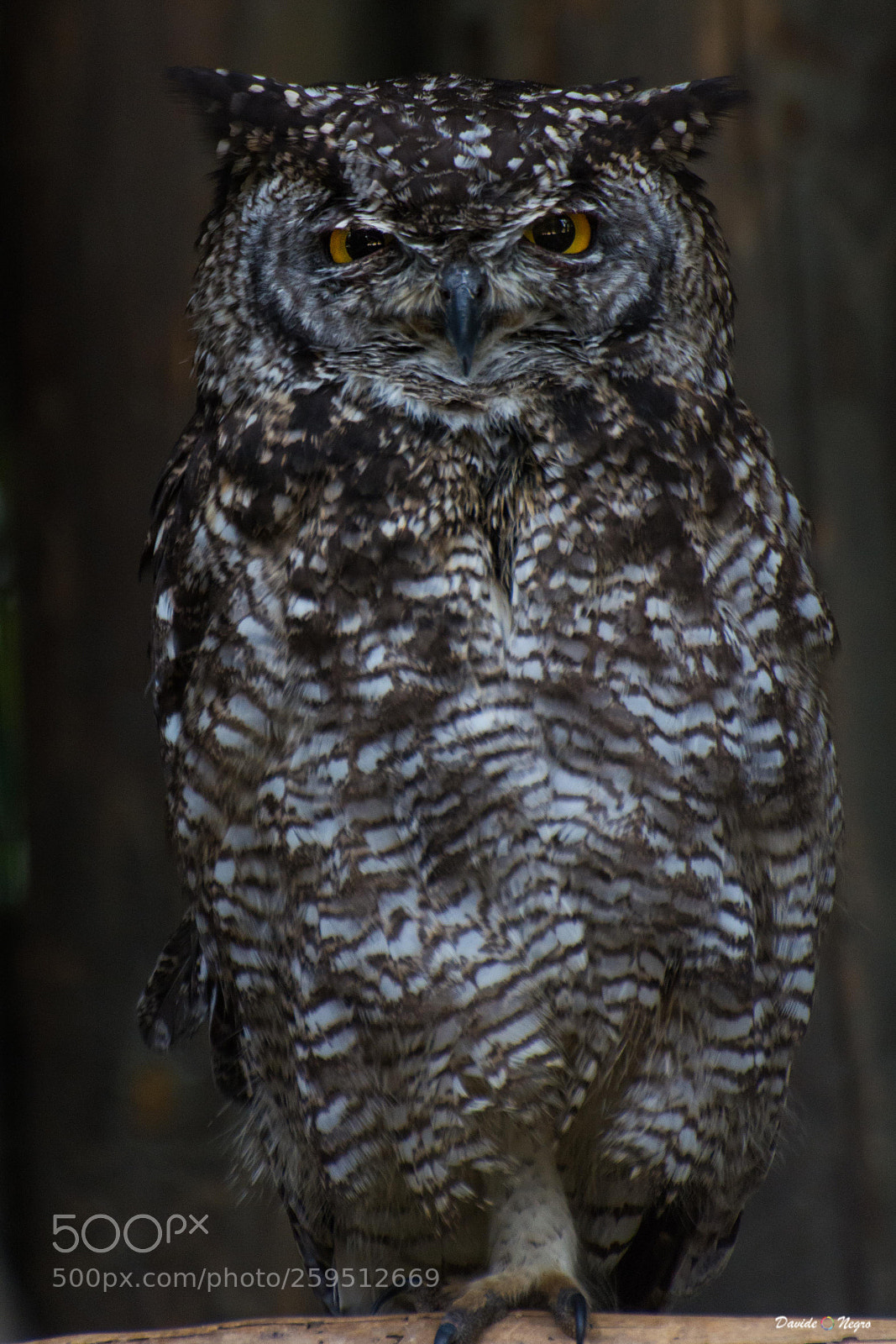 Nikon D7100 sample photo. Gufo photography