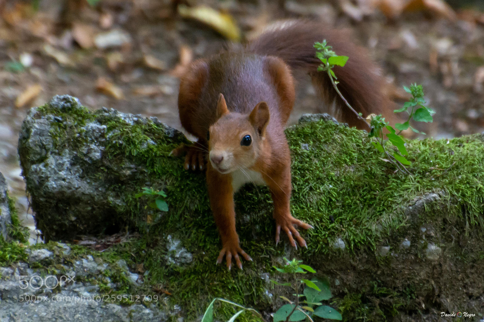 Nikon D7100 sample photo. Red squirrel photography