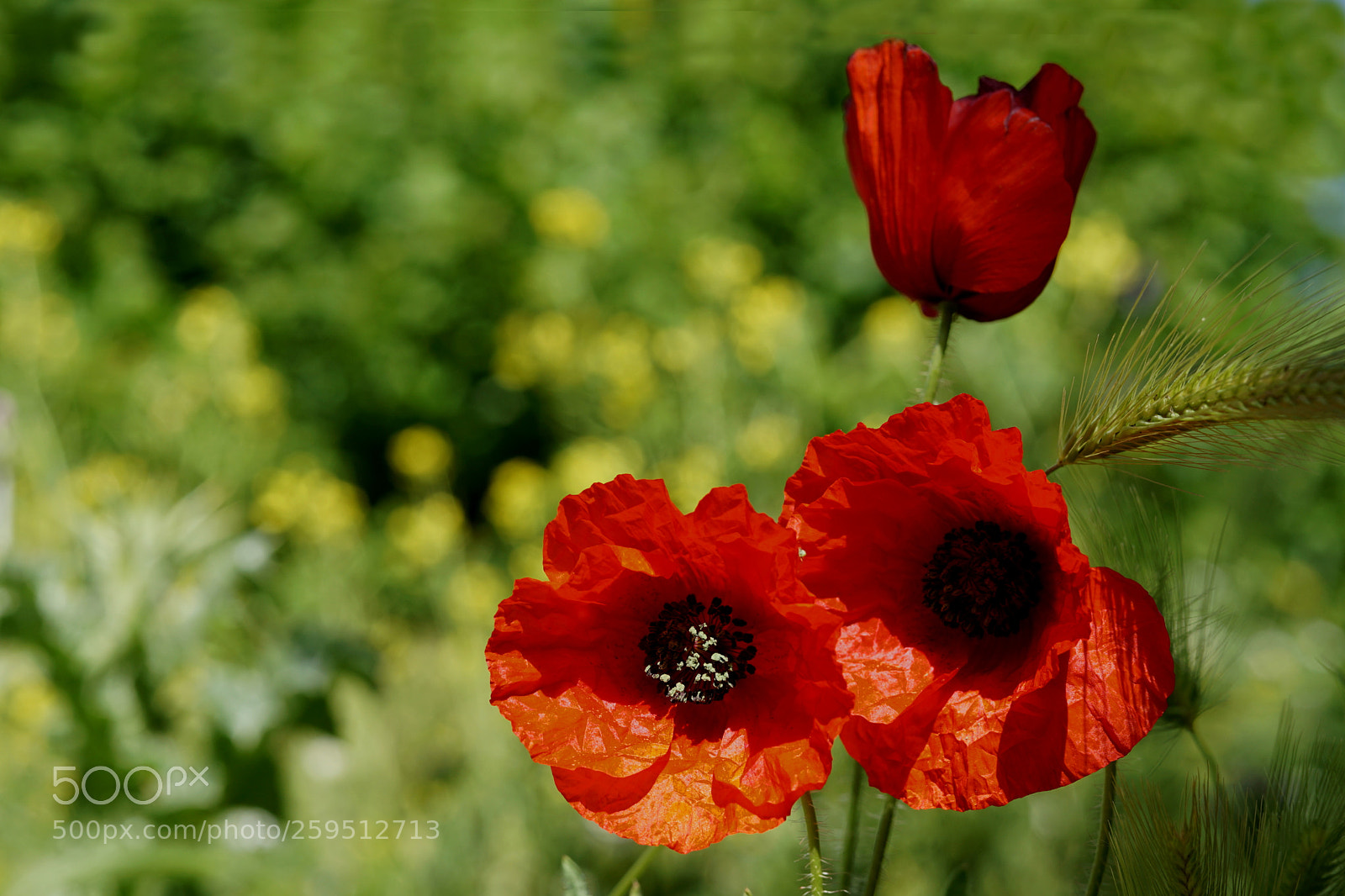 Sony a6000 sample photo. Amapolas 2 photography
