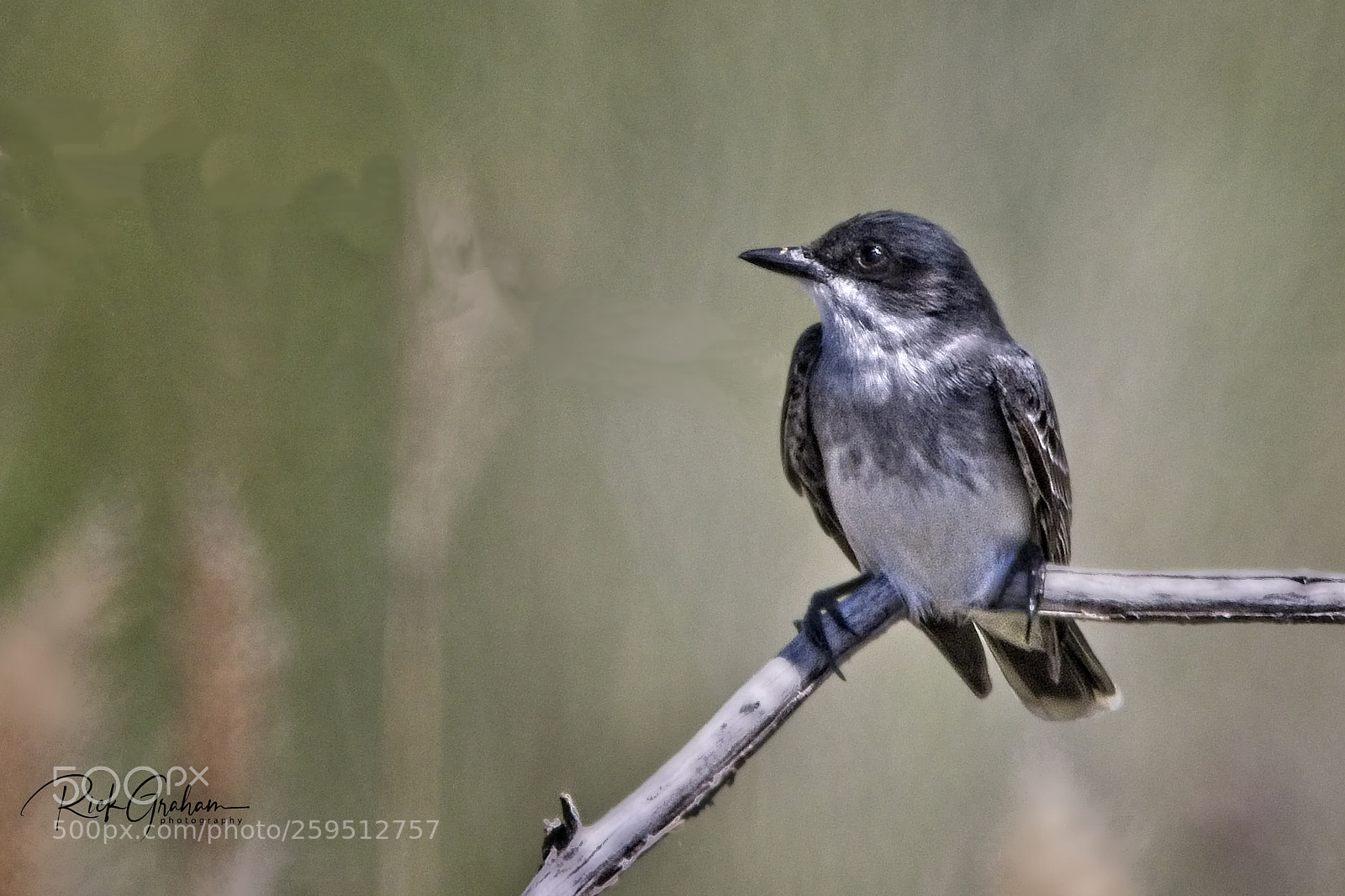 Canon EOS 80D sample photo. Eastern kingbird photography
