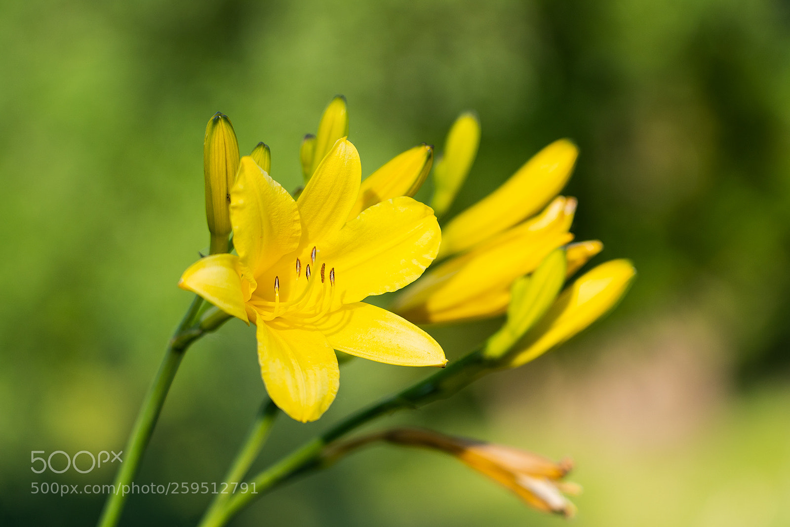 Sony a7 III sample photo. Yellow thing photography