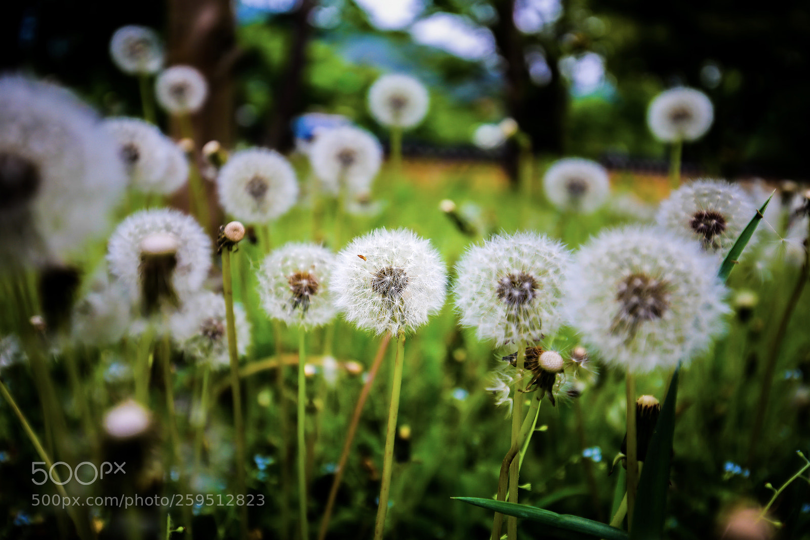 Canon EOS 5D Mark IV sample photo. Dandelion photography