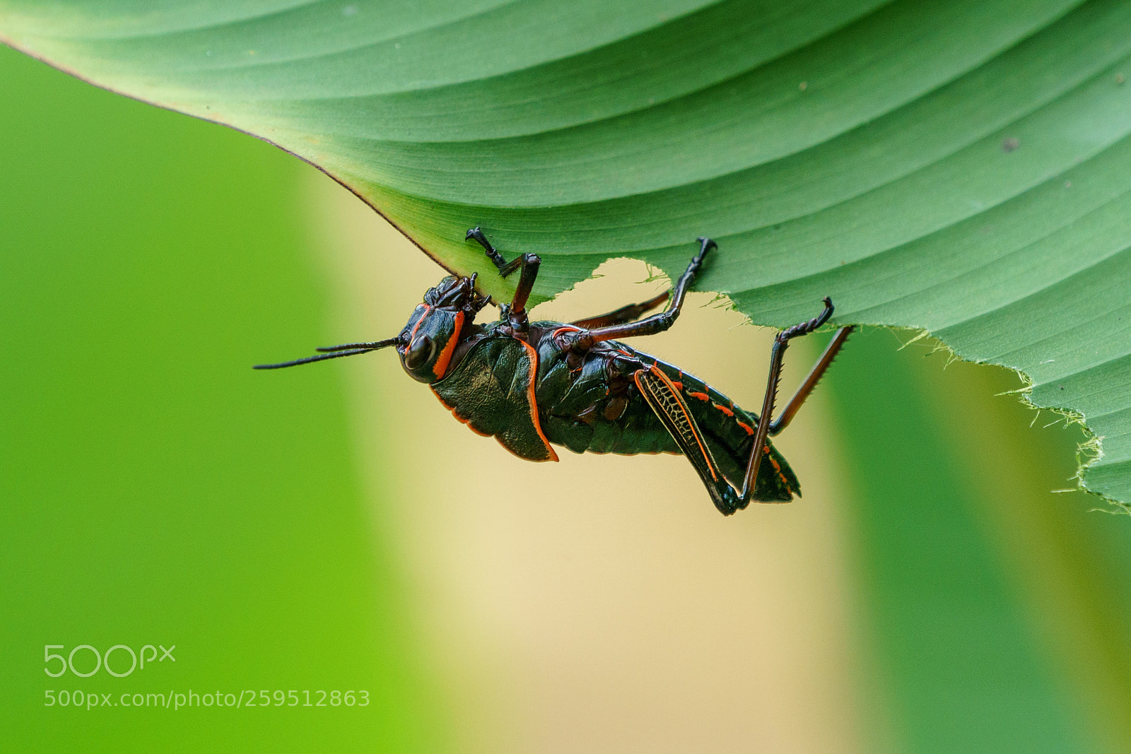 Sony a9 sample photo. La grande bouffe photography
