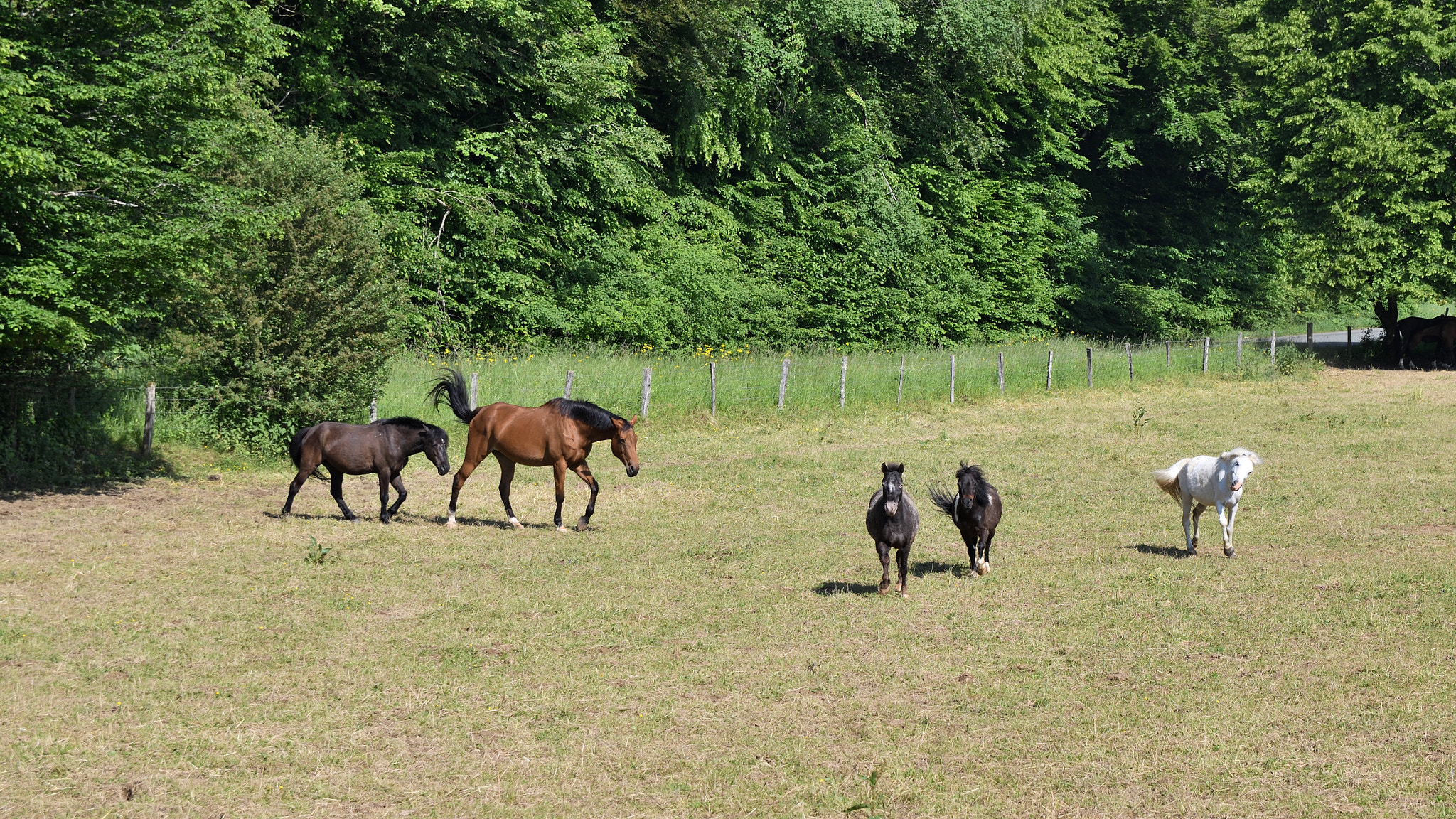 Sigma 17-50mm F2.8 EX DC OS HSM sample photo. Chevaux.jpg photography
