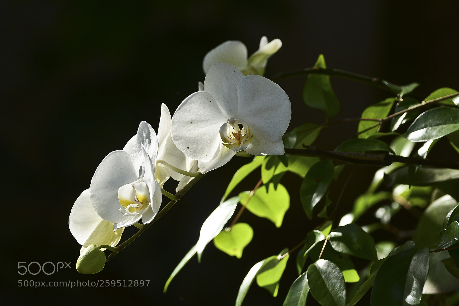 Nikon D7100 sample photo. Na escurid o ela photography