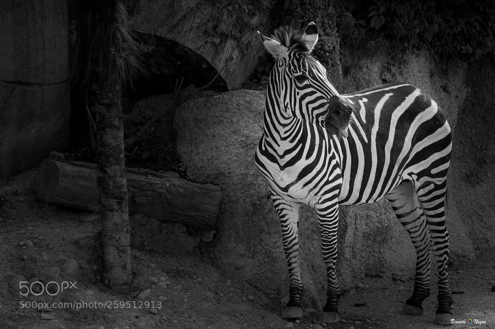 Nikon D7100 sample photo. Zebra photography