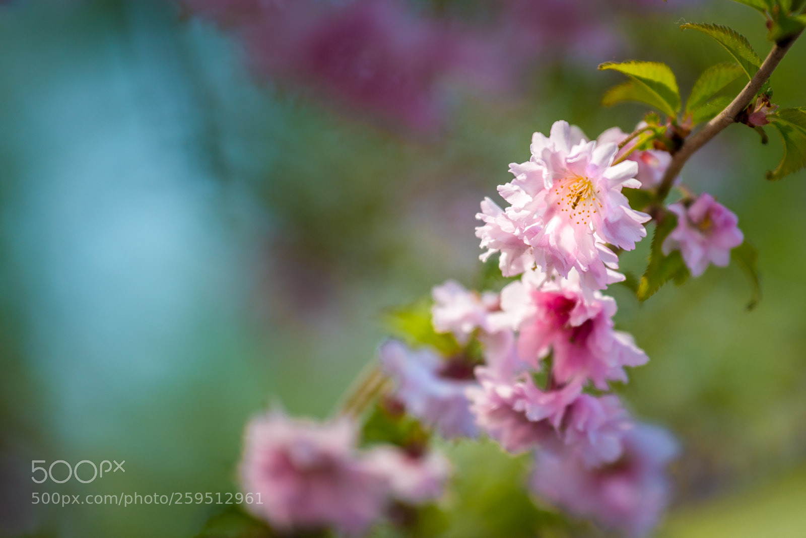 Sony a7R II sample photo. Spring photography