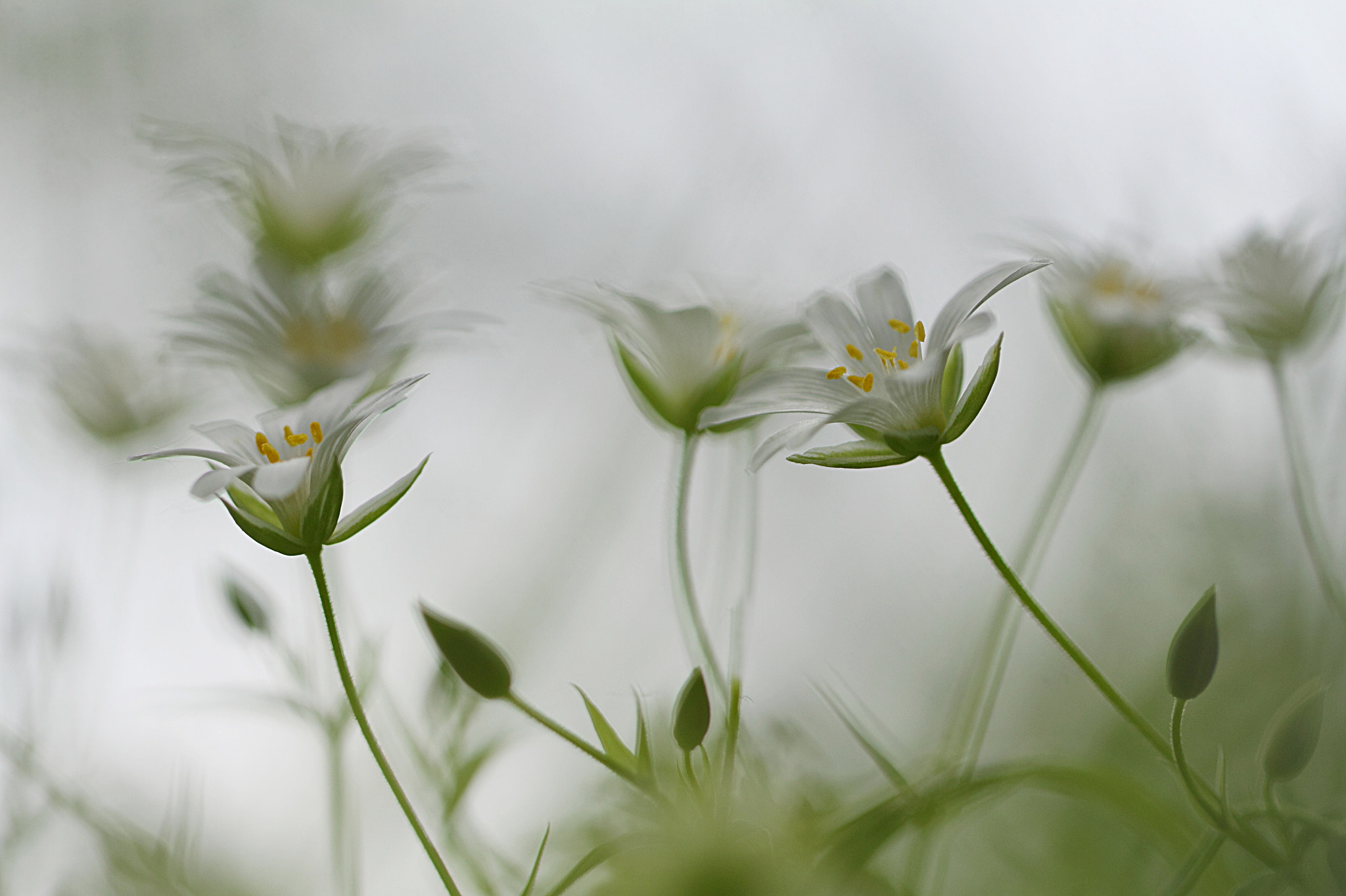 Canon EF 100mm F2.8L Macro IS USM sample photo. White dance photography