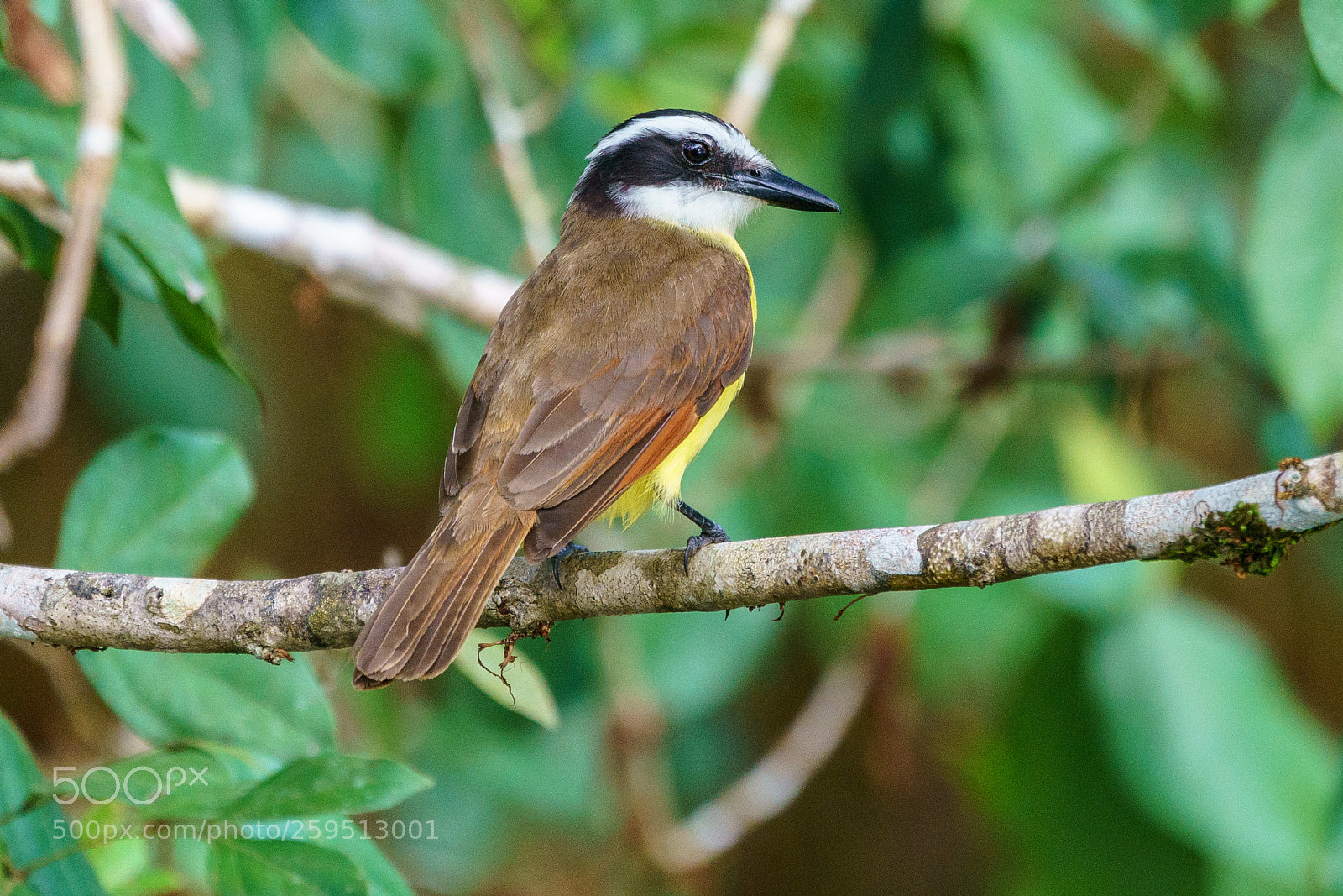 Sony a9 sample photo. Boat-billed flycatcher in the photography