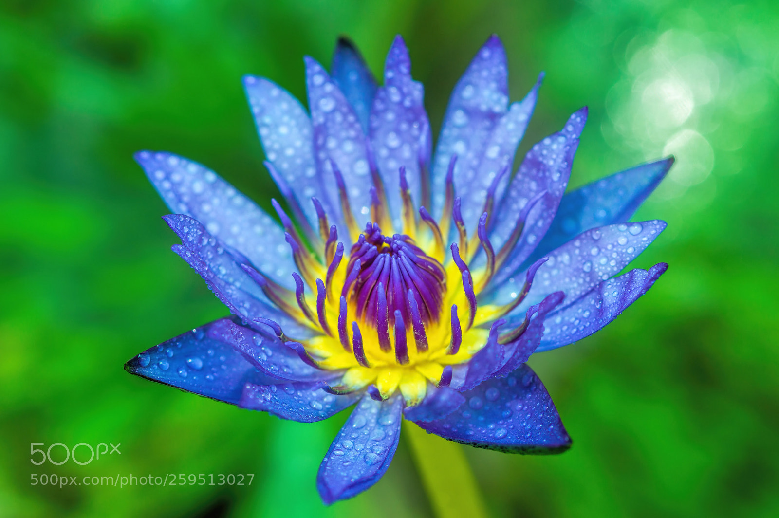 Nikon D3200 sample photo. Bejeweled beauty photography
